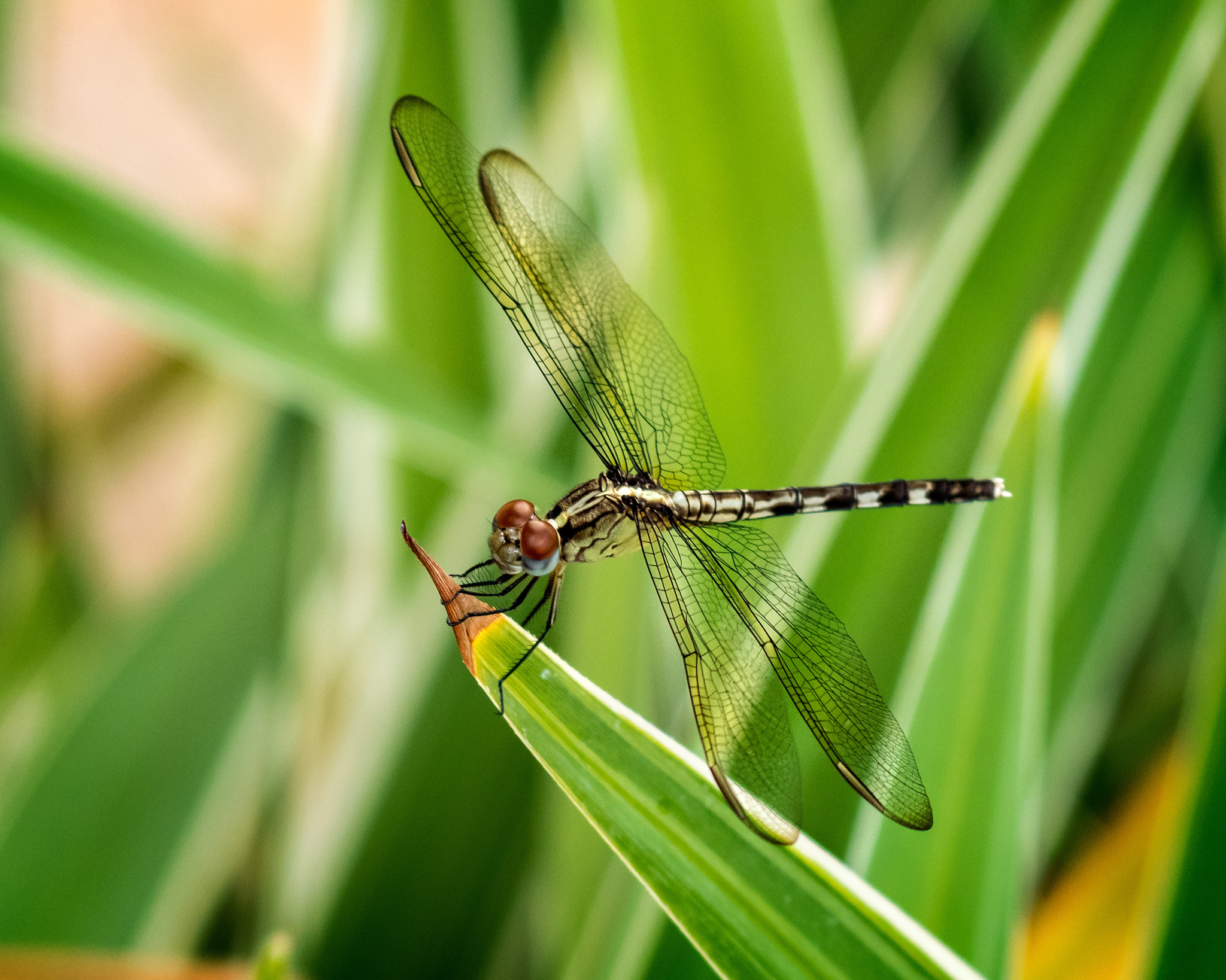 Olympus Zuiko Digital ED 70-300mm F4.0-5.6 sample photo. Female blue dasher dragonfly (pachydiplax longipennis) photography