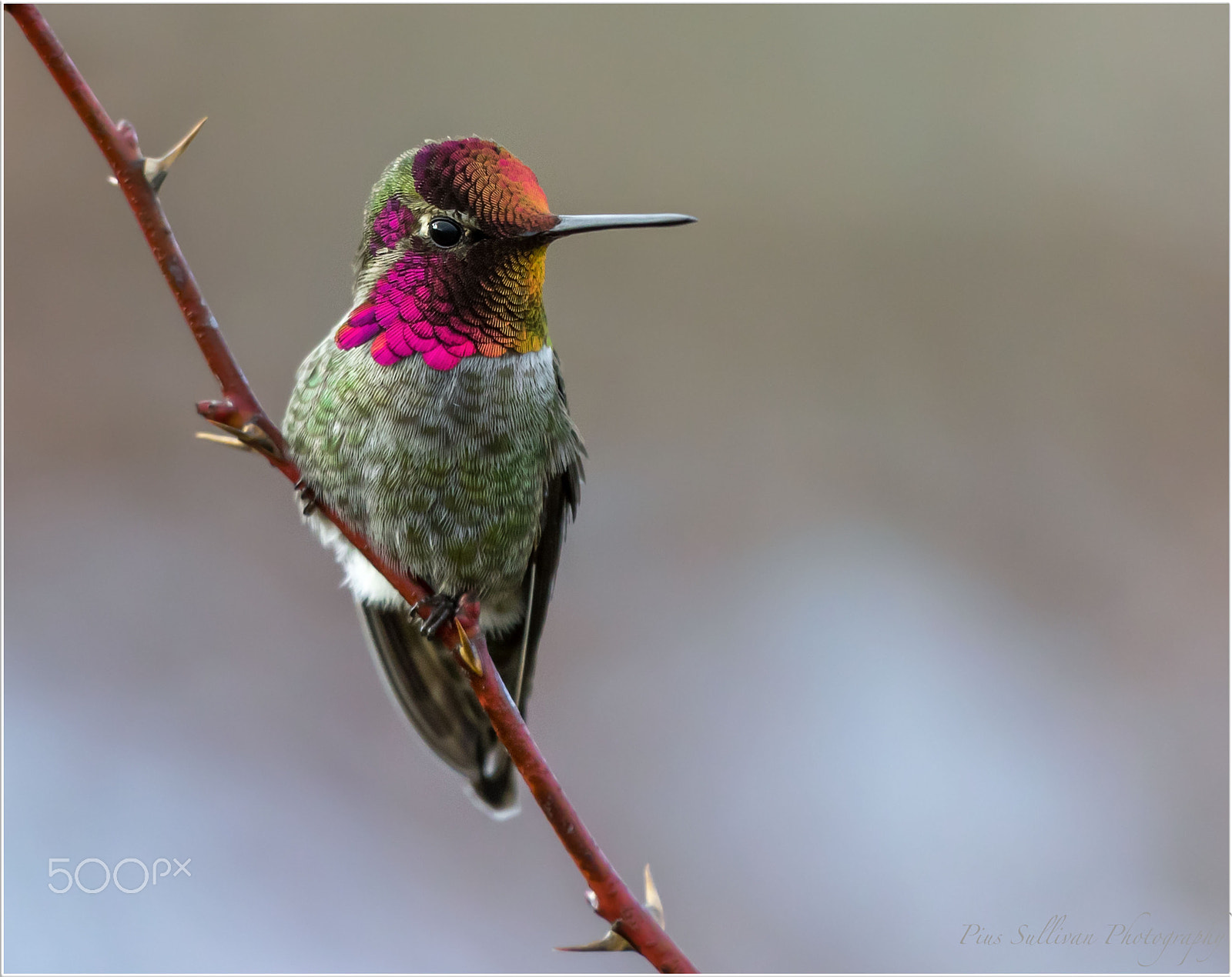 Canon EOS-1D X Mark II + Canon EF 500mm F4L IS II USM sample photo. Anna's hummingbird photography