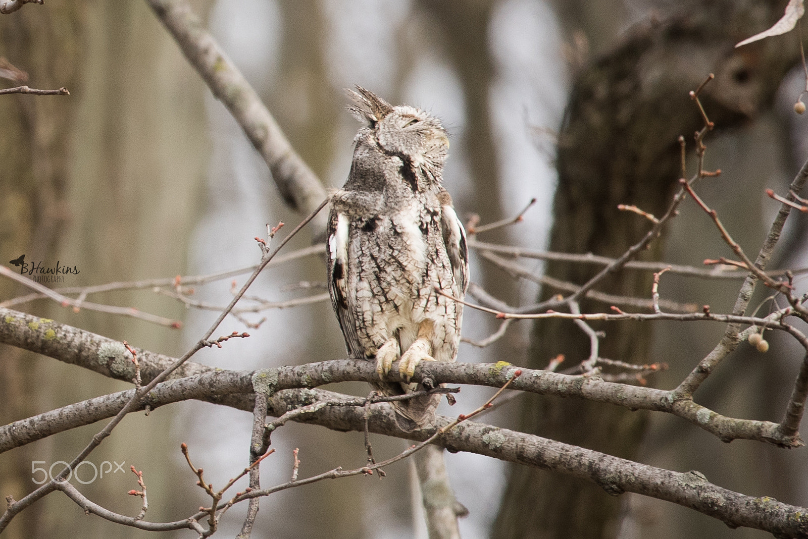 Nikon Nikkor AF-S 300mm F4E PF ED VR sample photo. Little screech owl basking in sunshine photography