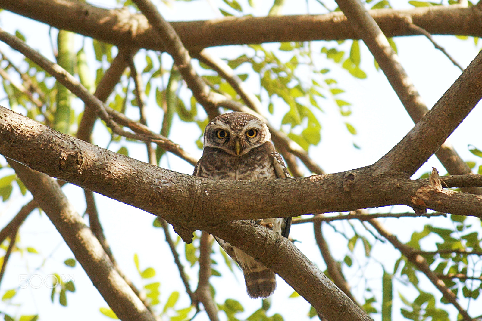 Canon EOS 400D (EOS Digital Rebel XTi / EOS Kiss Digital X) sample photo. Spotted owl photography