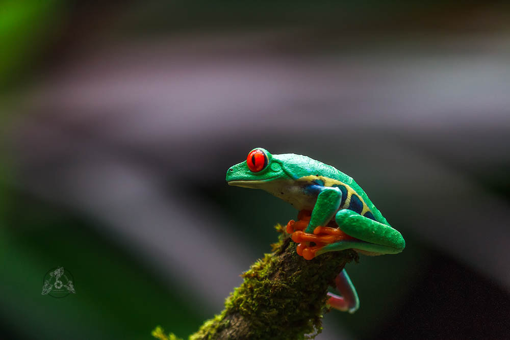 Canon EOS 7D + Tamron SP AF 180mm F3.5 Di LD (IF) Macro sample photo. Agalychnis callidryas photography