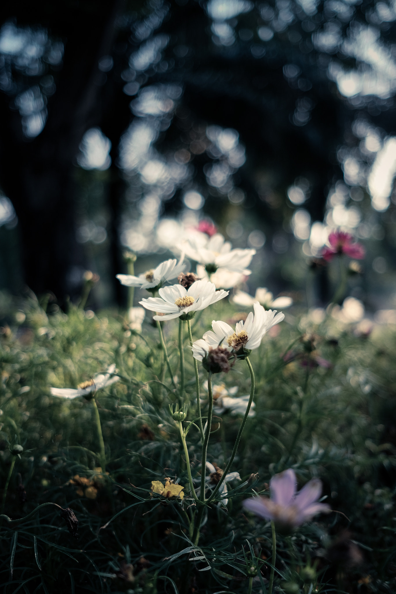 Fujifilm X-T1 + Fujifilm XF 23mm F2 R WR sample photo. Flower photography