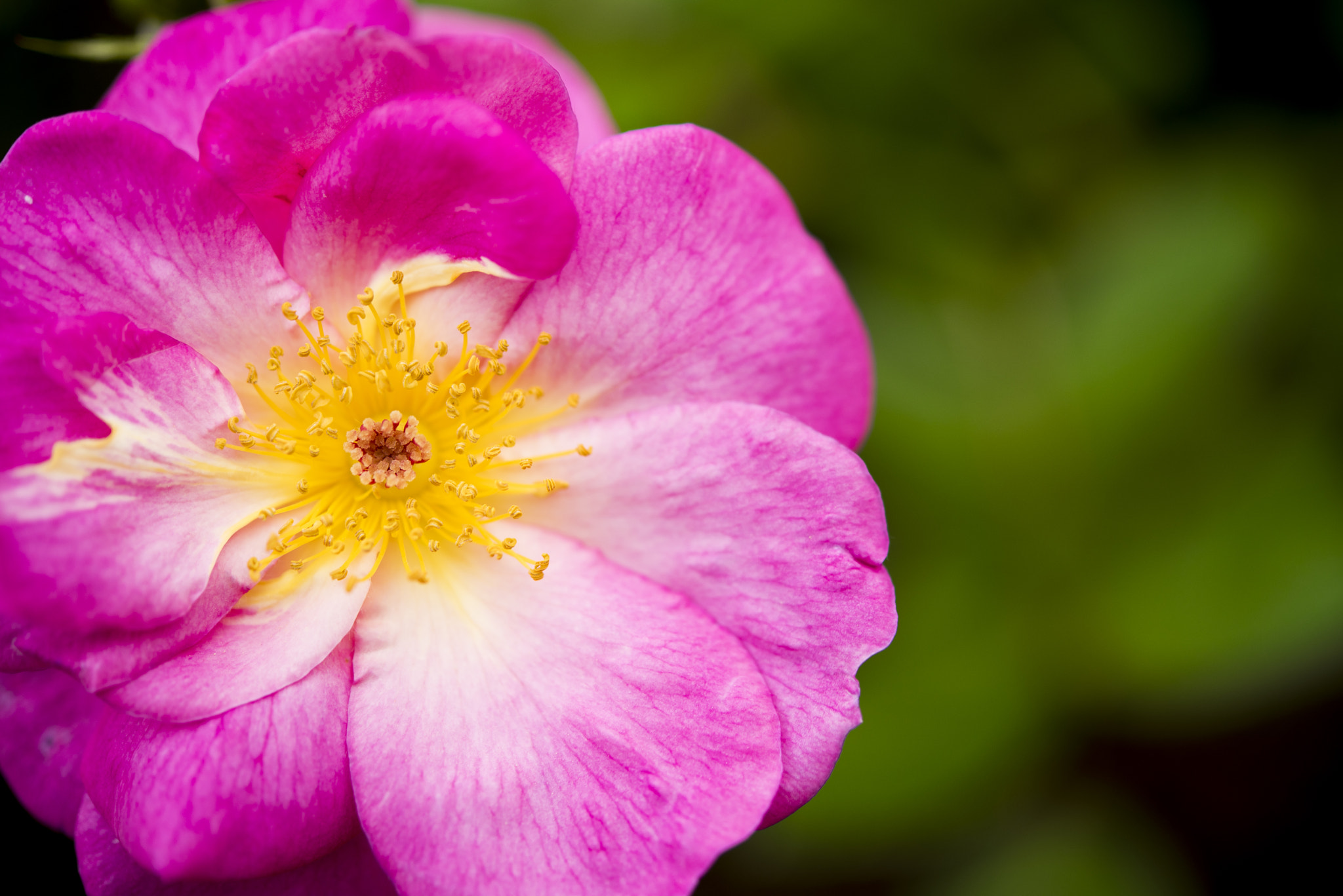 Nikon AF-S Micro-Nikkor 60mm F2.8G ED sample photo. Pink rose photography