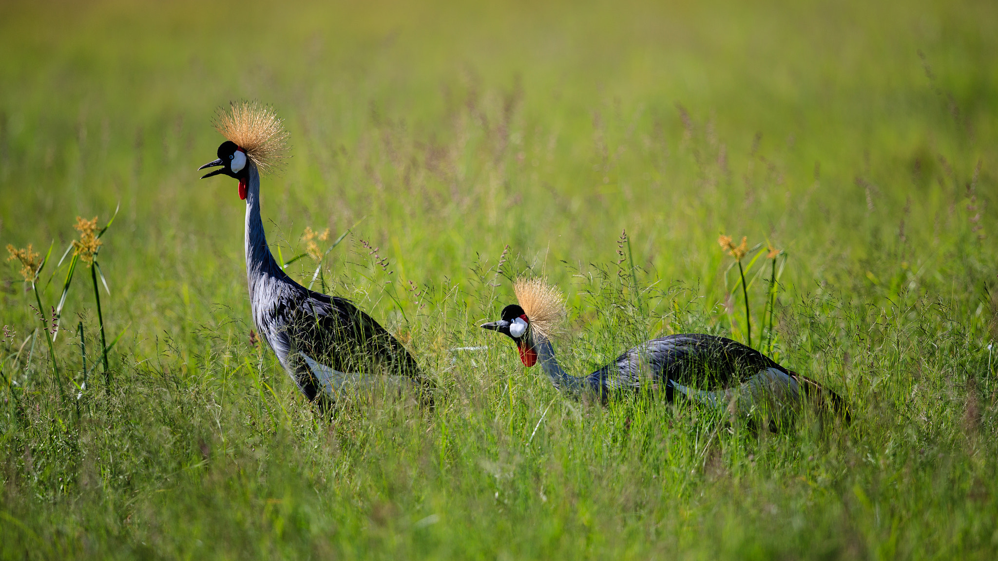 Canon EF 500mm F4L IS II USM sample photo. Surprised? photography