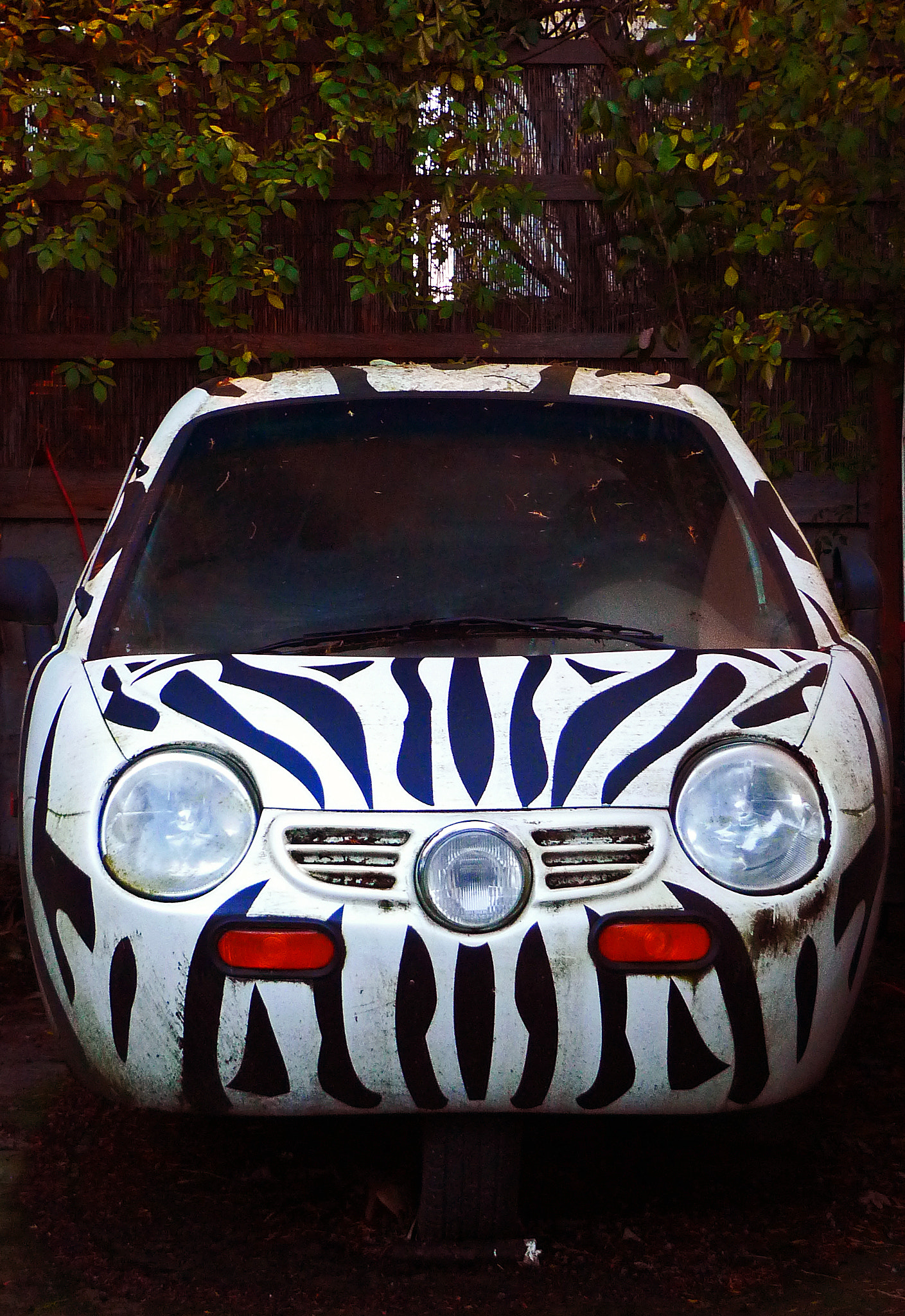 Leica D-LUX 4 sample photo. Urban zebra photography