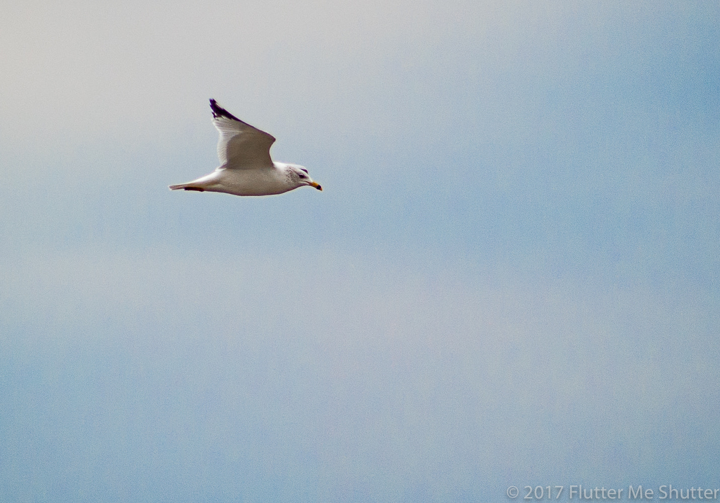 Nikon D700 sample photo. Gull gliding photography