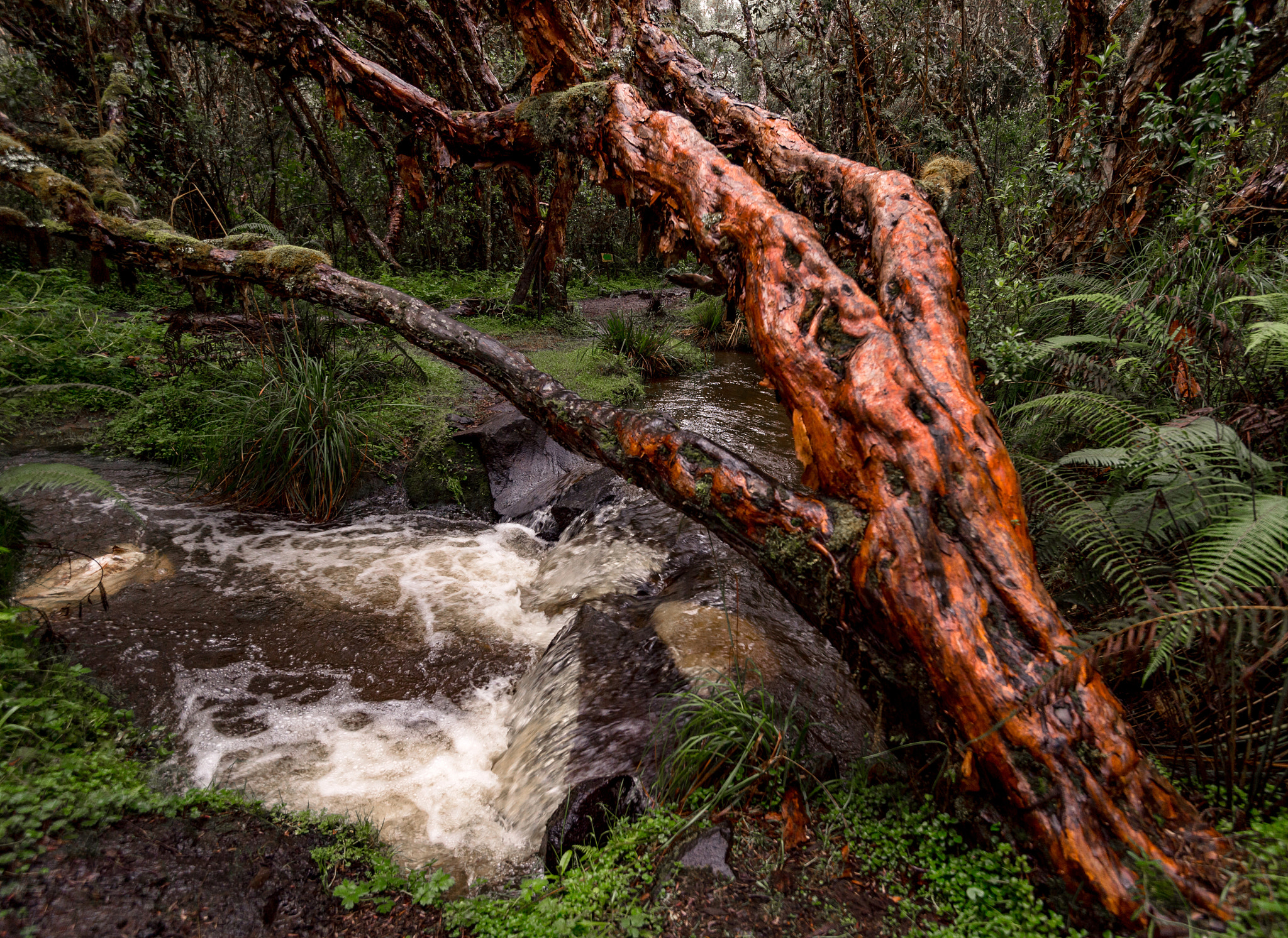 Nikon D4S sample photo. Old tree over forest creek photography