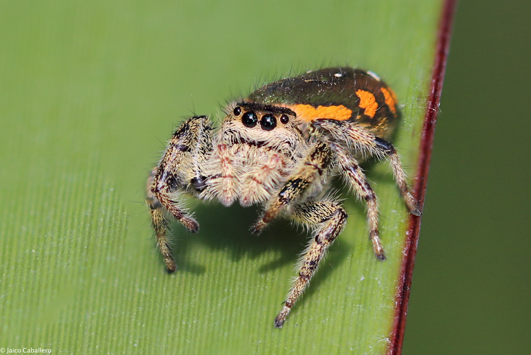Canon EF 100mm F2.8L Macro IS USM sample photo. Big eyes photography