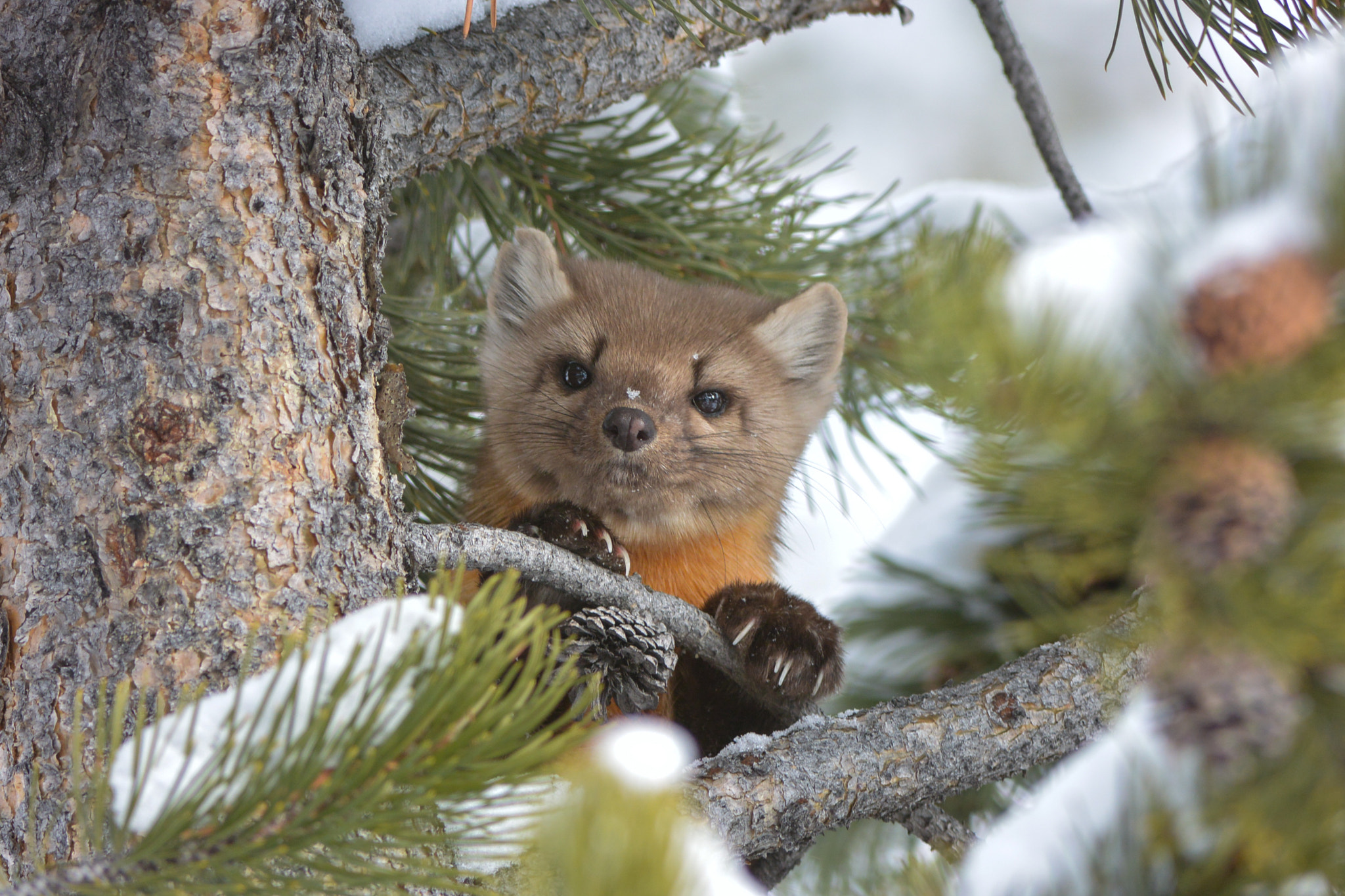 Nikon 1 V2 + Nikon AF-S Nikkor 200-400mm F4G ED-IF VR sample photo. Piney photography