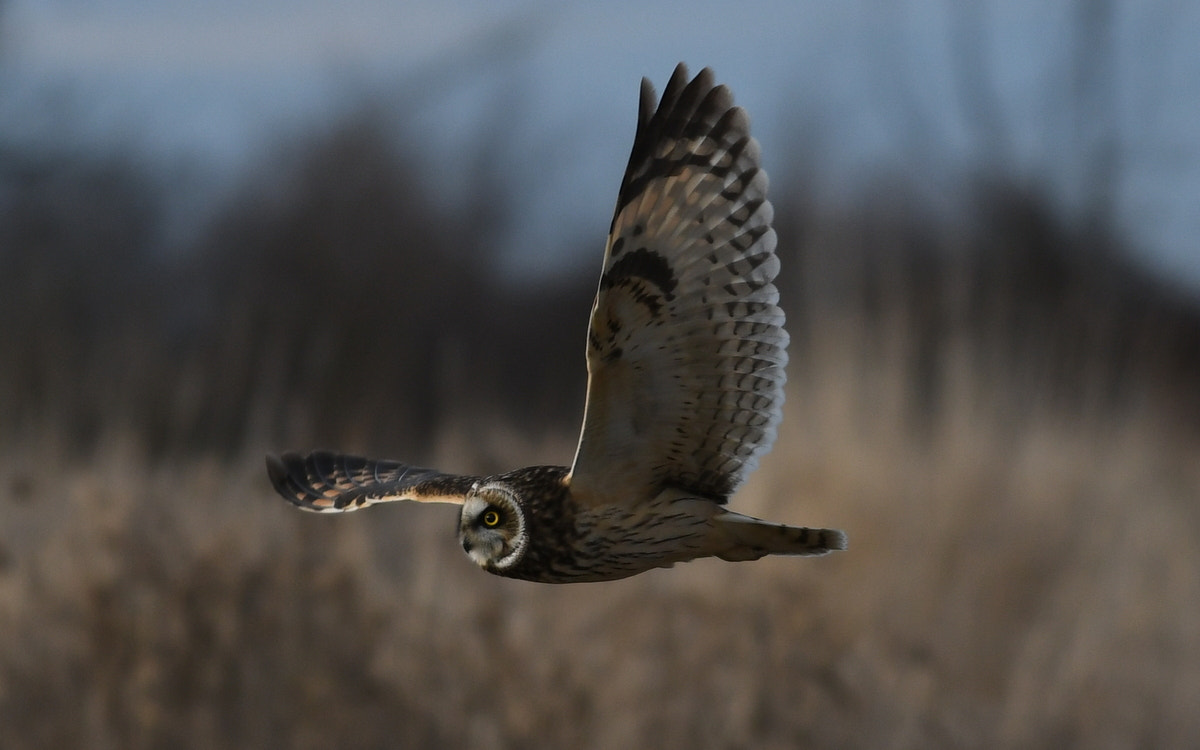 Nikon AF-S Nikkor 70-200mm F4G ED VR sample photo. Short-eared owl photography