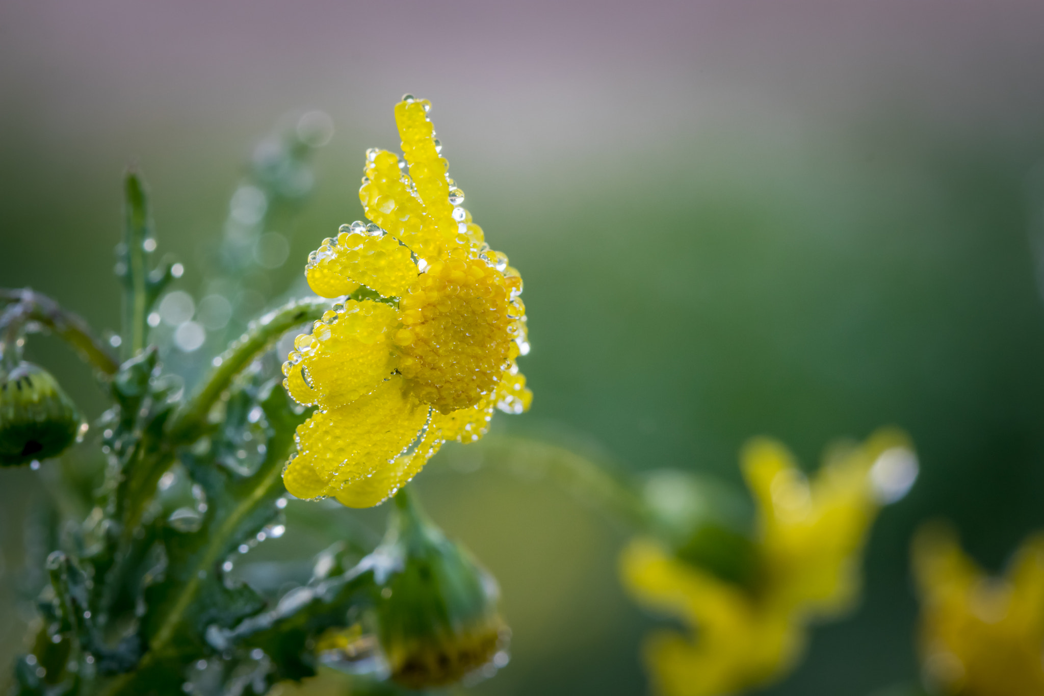 Canon EF 100mm F2.8 Macro USM sample photo. Spring time photography