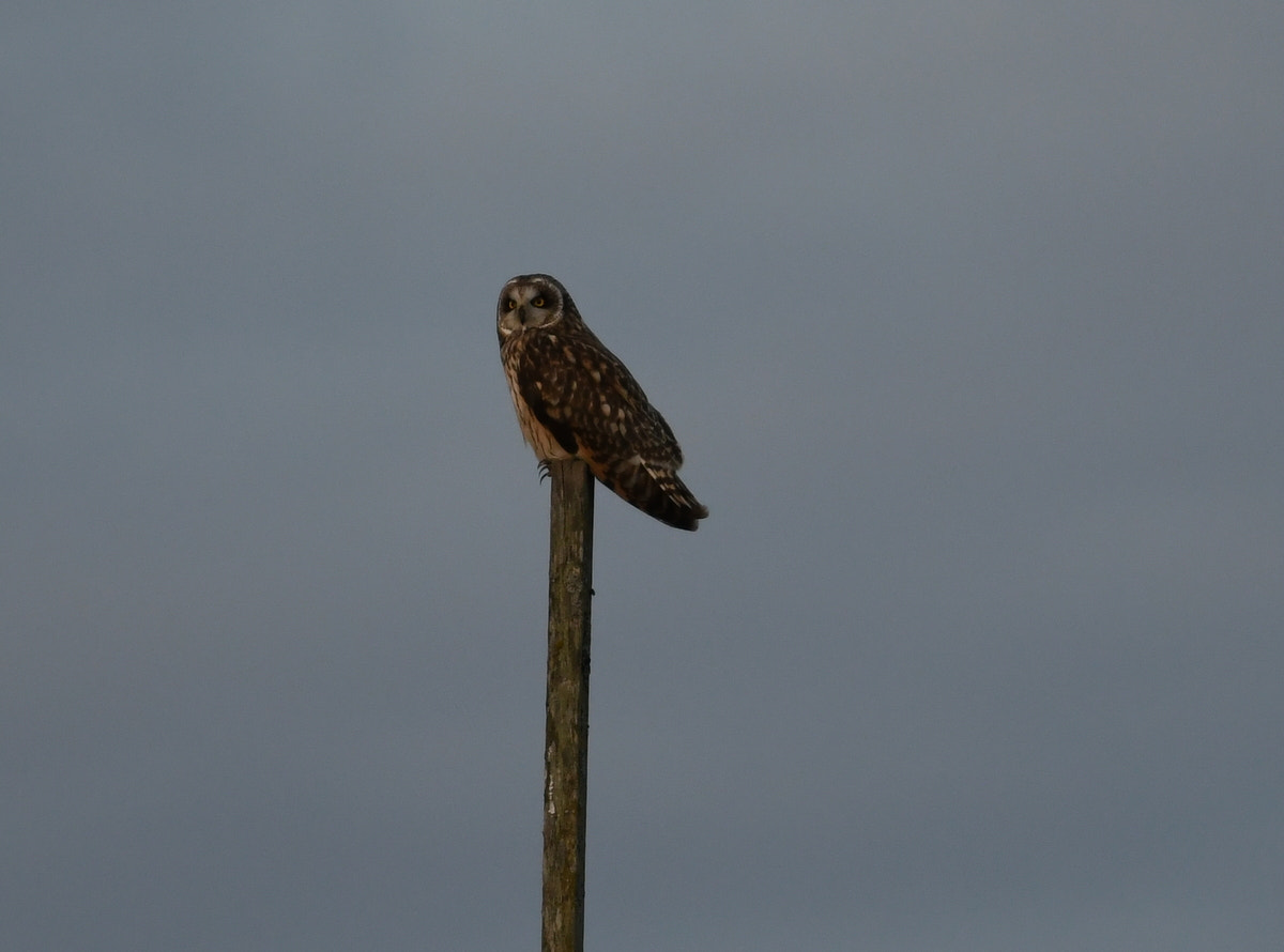 Nikon AF-S Nikkor 70-200mm F4G ED VR sample photo. Perched owl photography