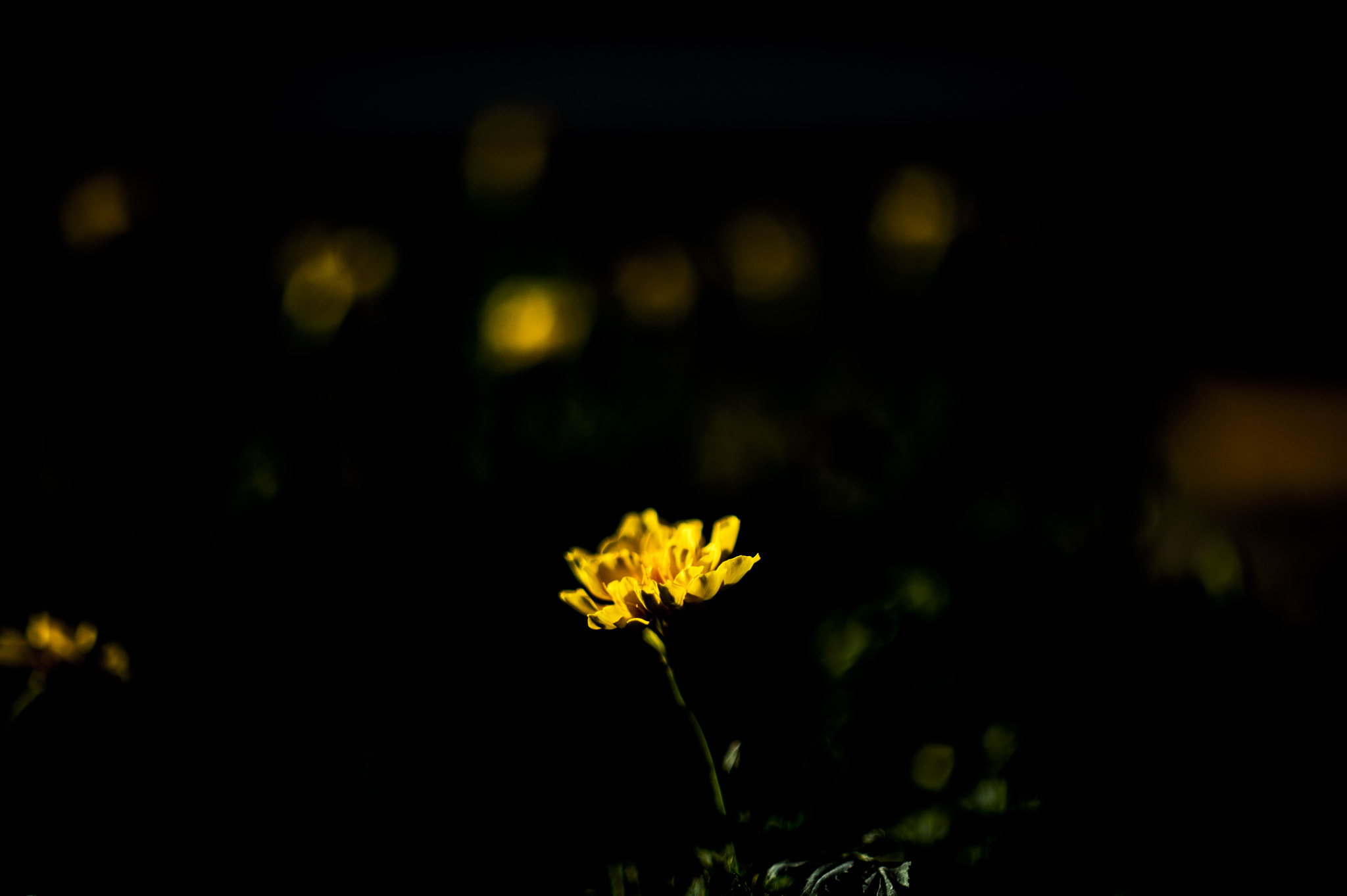 Samyang 35mm F1.4 AS UMC sample photo. Flower photography