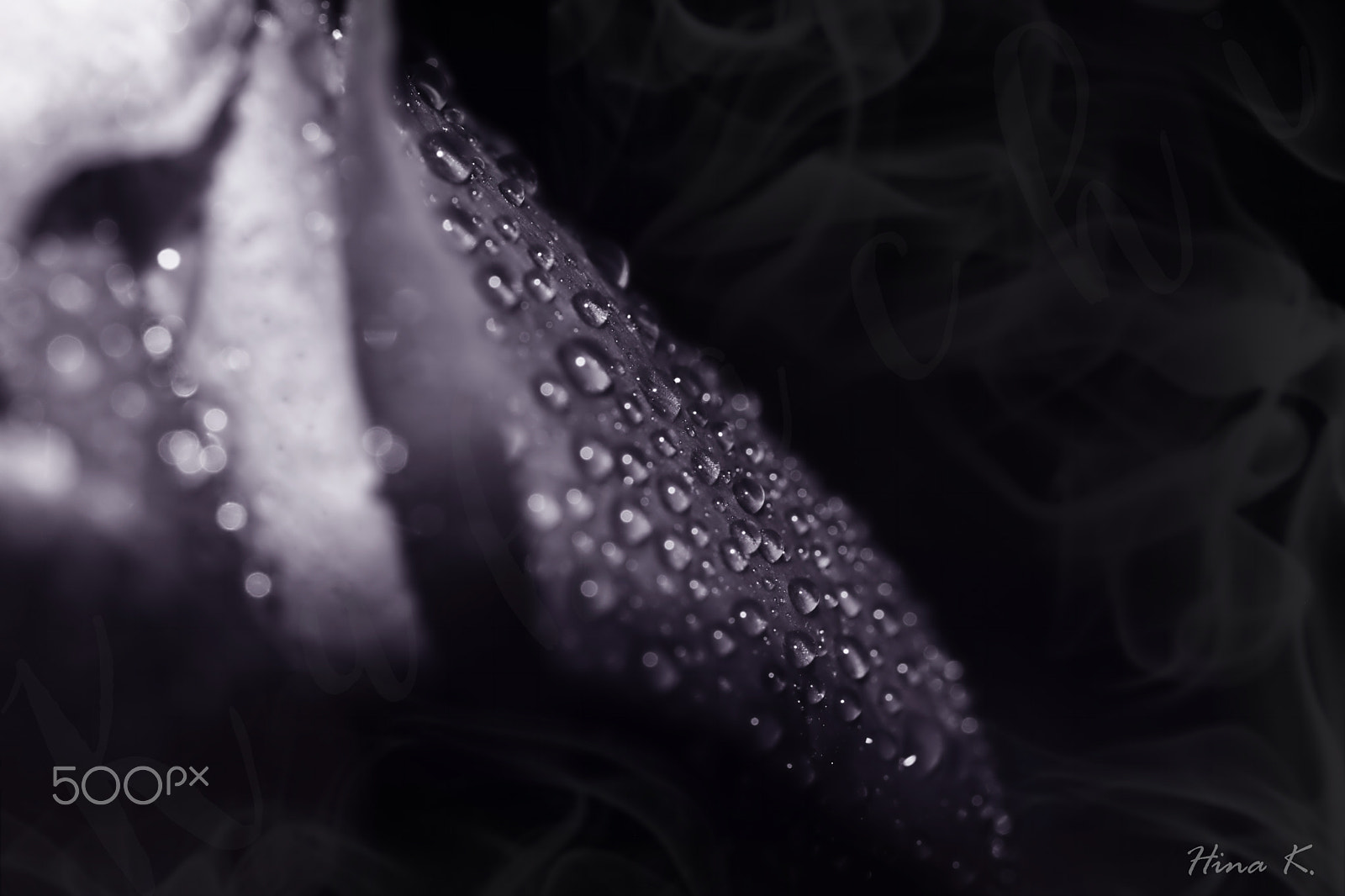 Nikon AF-S Micro-Nikkor 60mm F2.8G ED sample photo. Realm of the black rose photography