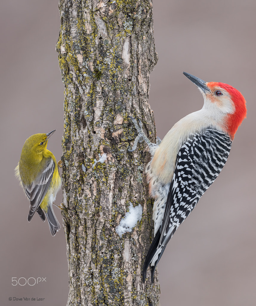 Nikon D810 + Nikon AF-S Nikkor 600mm F4G ED VR sample photo. Pine warbler vs red-bellied woodpecker photography