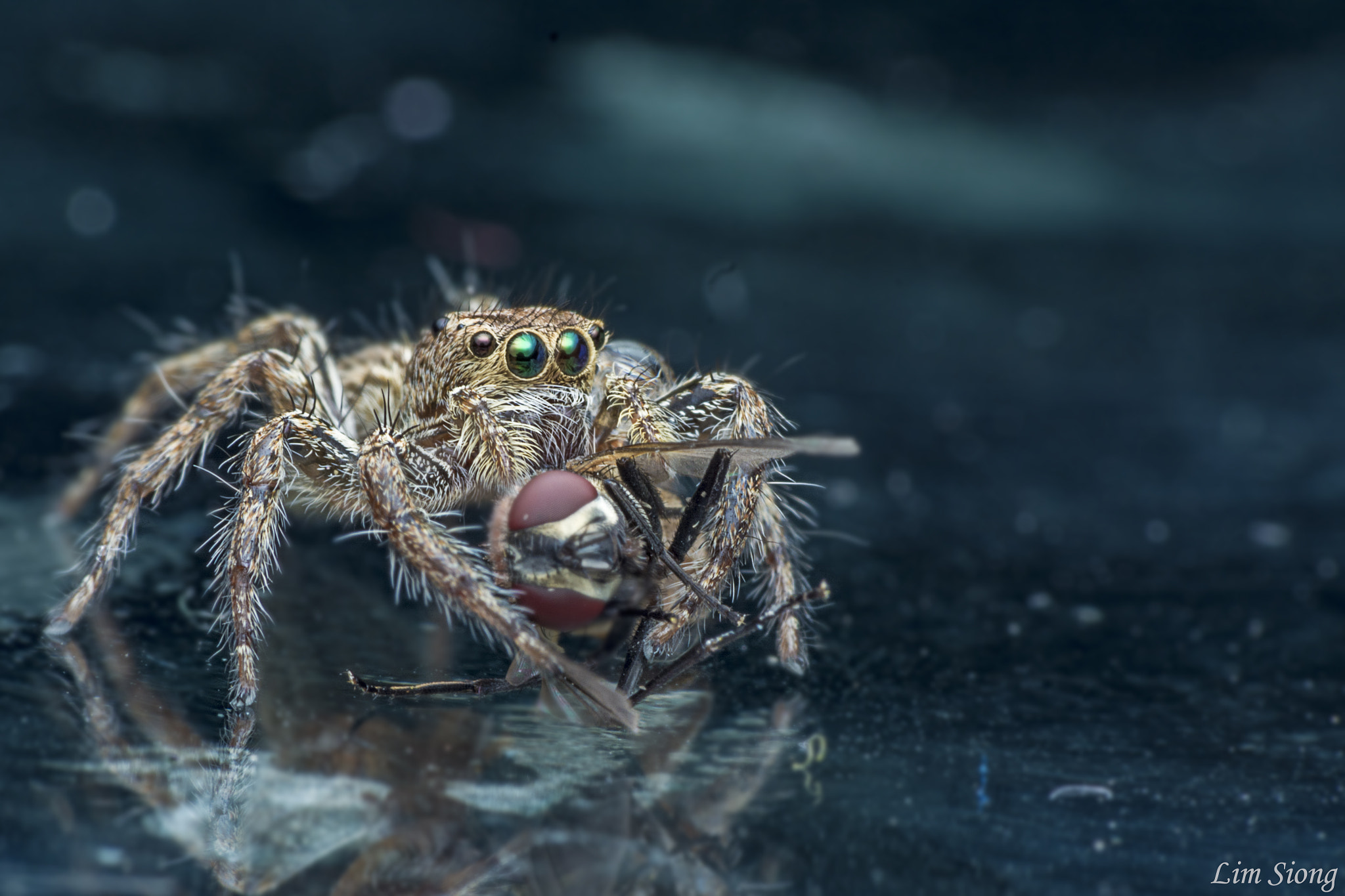 Sigma 70-300mm F4-5.6 APO DG Macro sample photo. Jumping spider with prey photography