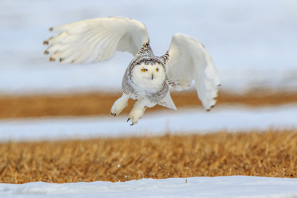 Canon EOS 7D Mark II sample photo. Snowy owl photography