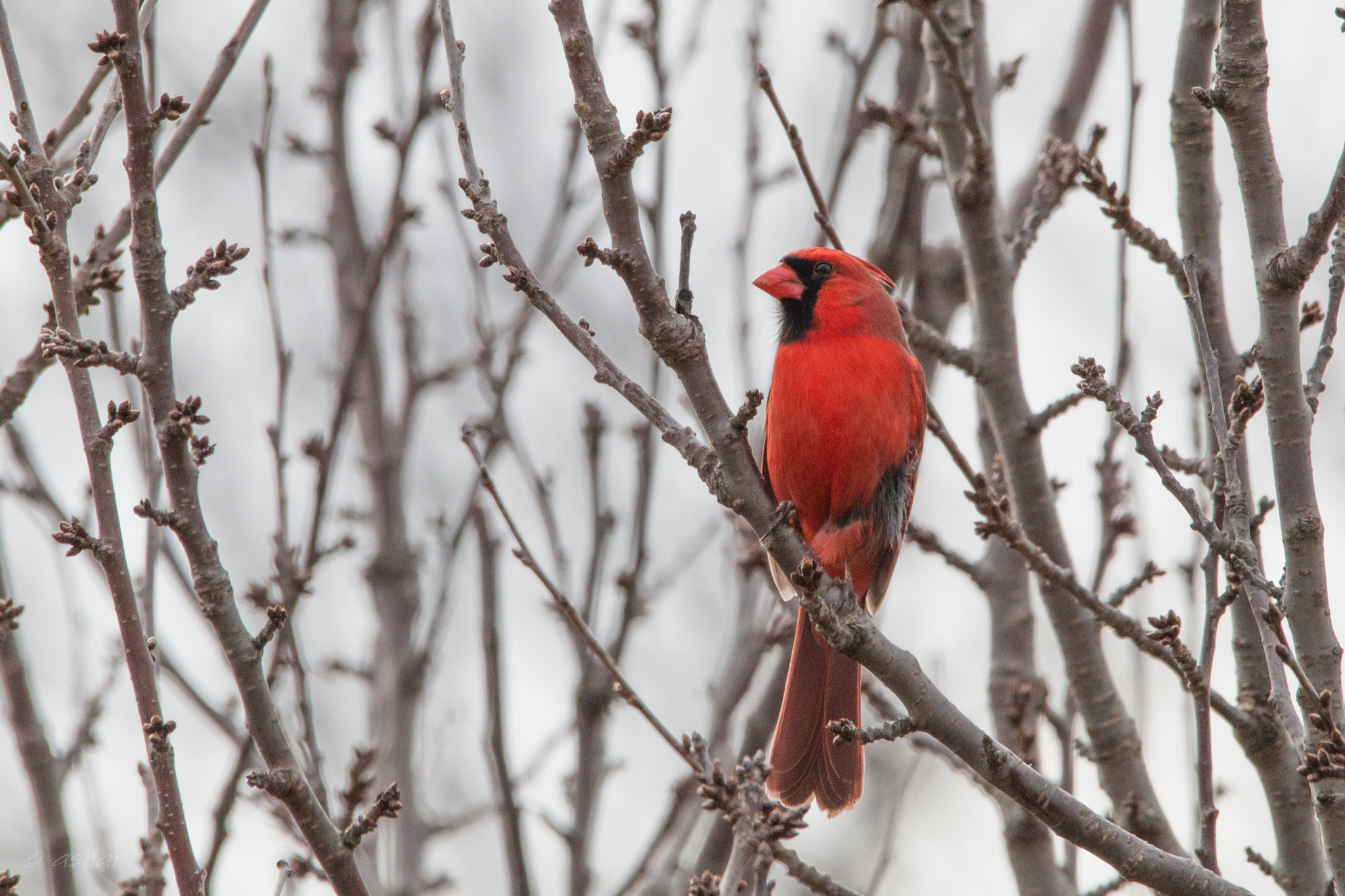 150-600mm F5-6.3 DG OS HSM | Contemporary 015 sample photo. Northern cardinal photography
