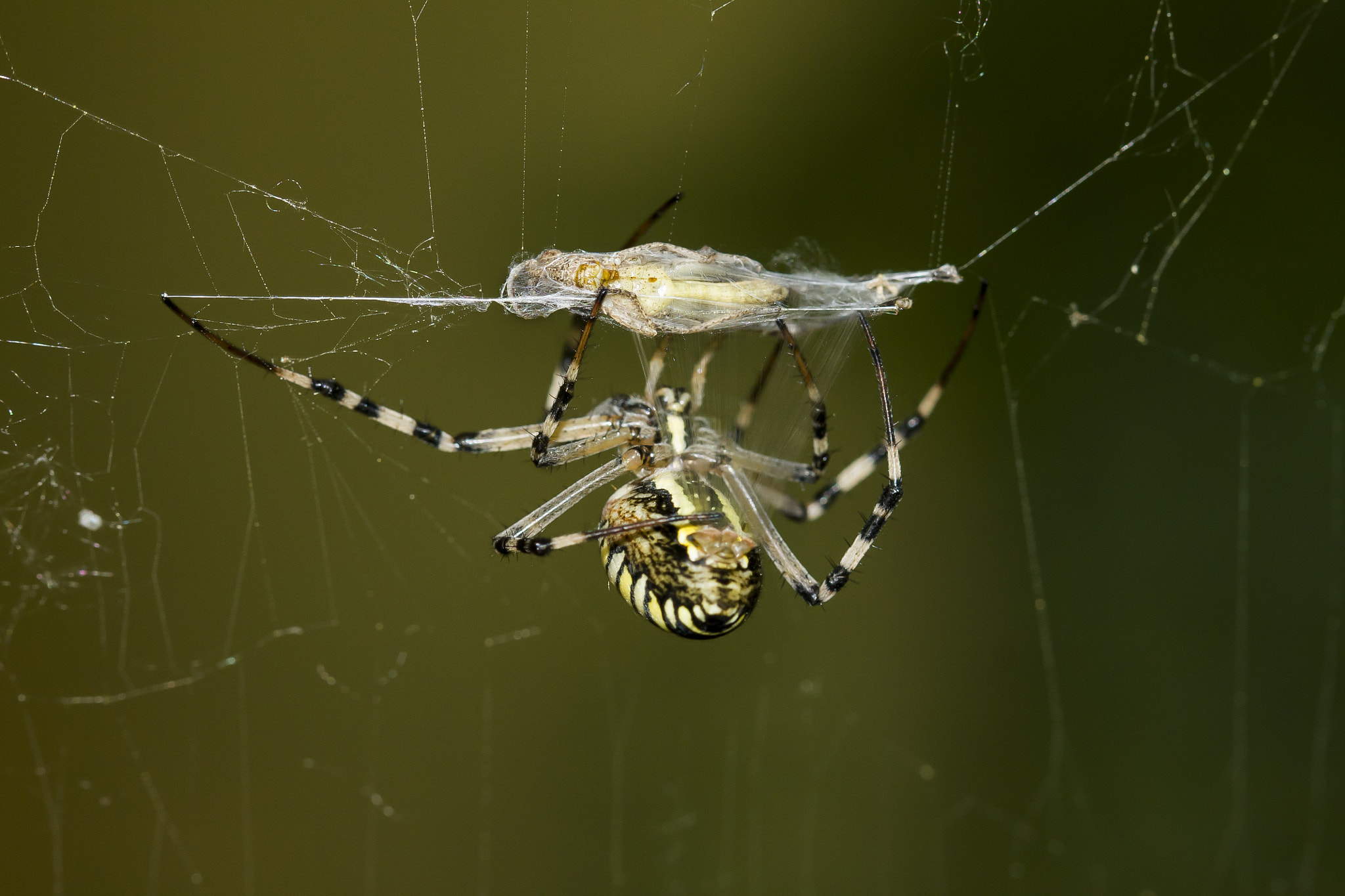 Canon EF 100mm F2.8 Macro USM sample photo. Img photography