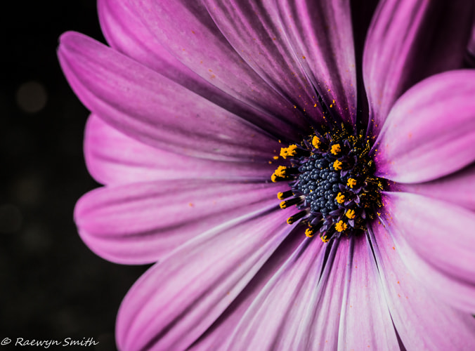 Canon EOS 100D (EOS Rebel SL1 / EOS Kiss X7) + Tamron SP AF 90mm F2.8 Di Macro sample photo. Purple daisy photography