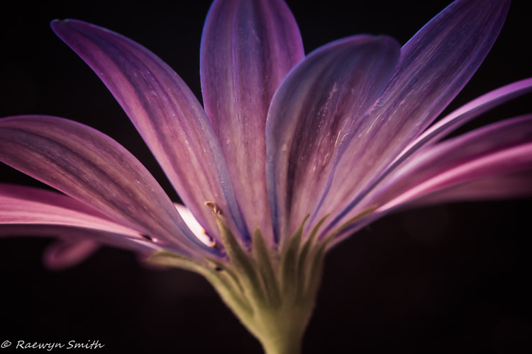 Canon EOS 100D (EOS Rebel SL1 / EOS Kiss X7) + Tamron SP AF 90mm F2.8 Di Macro sample photo. Under the petals photography