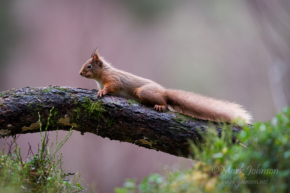 Nikon AF-S Nikkor 300mm F2.8G ED VR II sample photo. Red photography