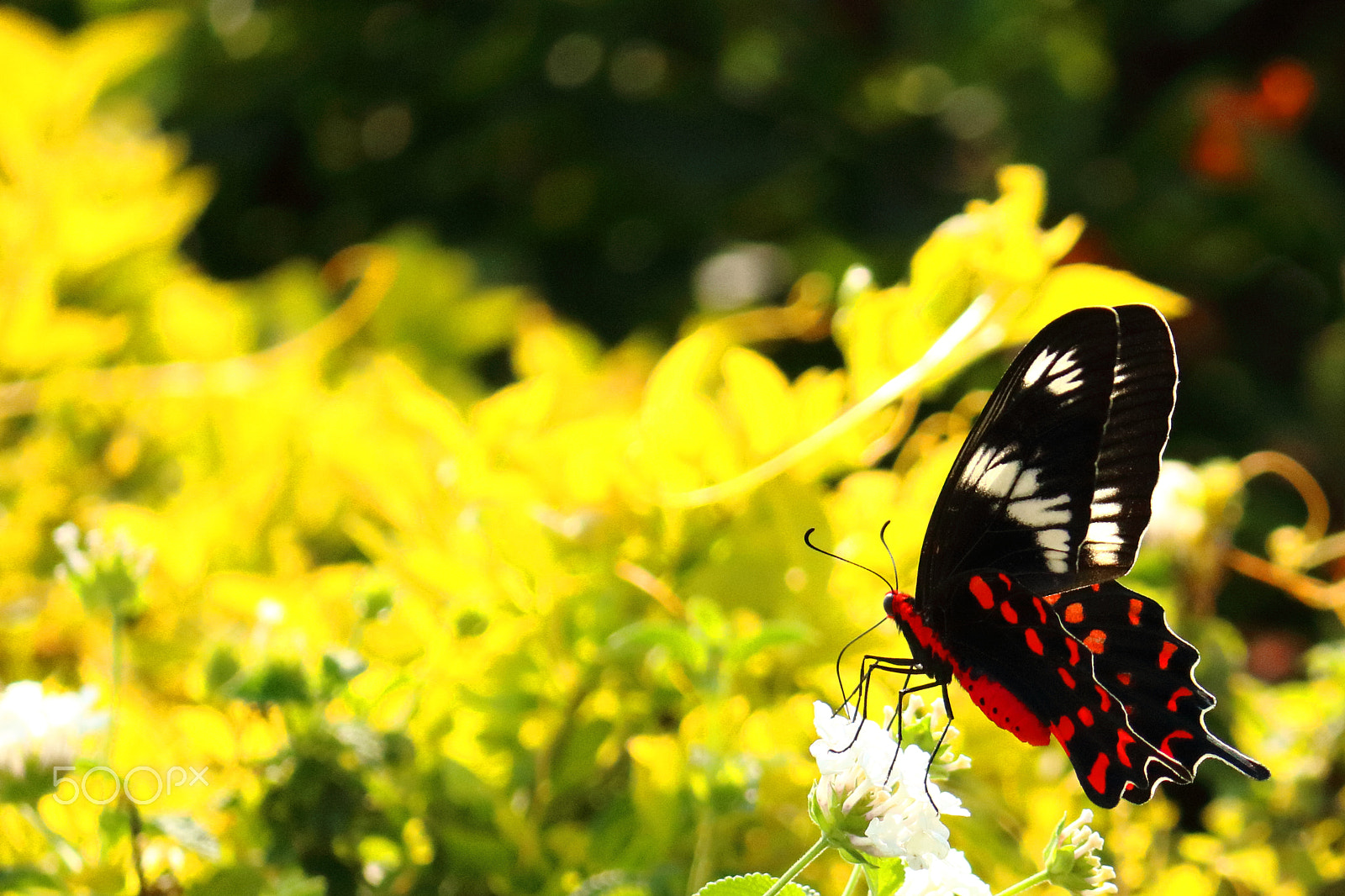 Canon EOS 750D (EOS Rebel T6i / EOS Kiss X8i) sample photo. My first macro shot of a butterfly photography