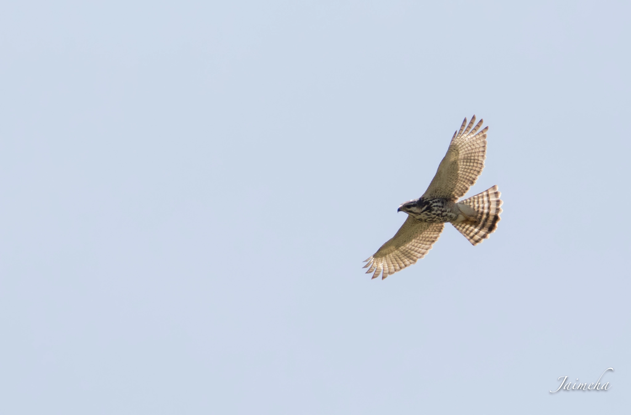 150-600mm F5-6.3 DG OS HSM | Contemporary 015 sample photo. Gavilan gris juvenil photography