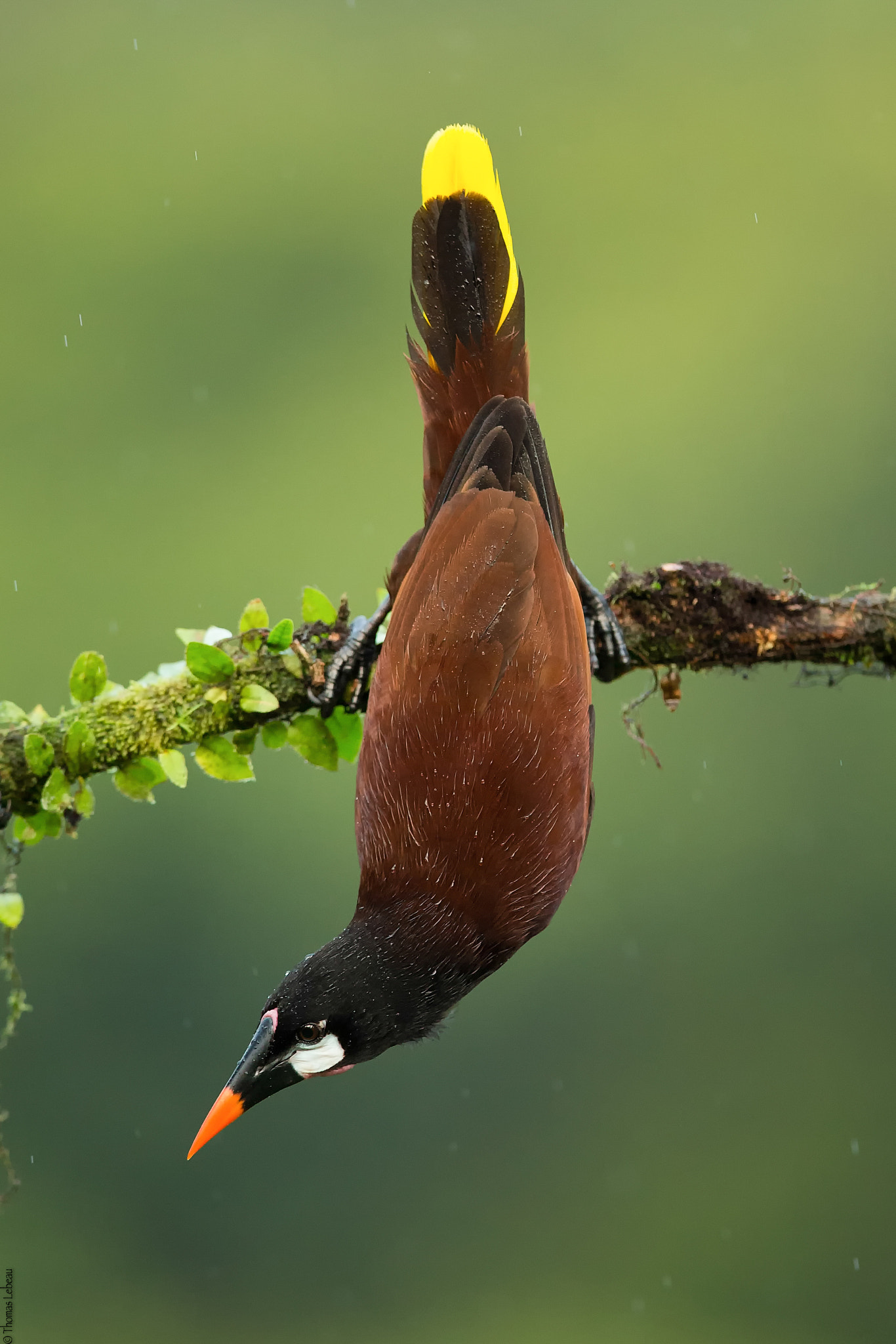 Canon EF 400mm F2.8L IS II USM sample photo. Montezuma oropendola photography