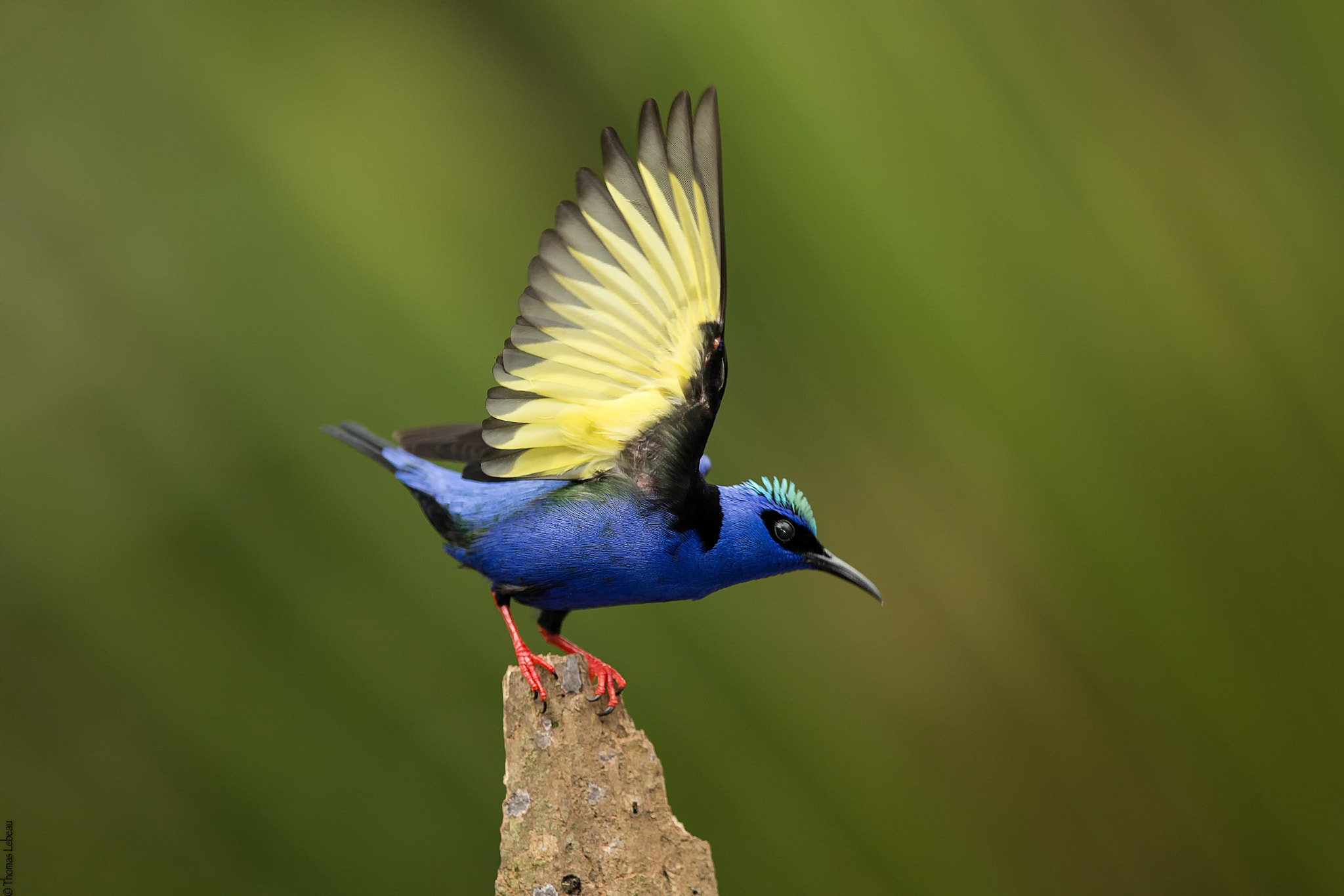 Canon EF 400mm F2.8L IS II USM sample photo. Red-legged honeycreeper photography