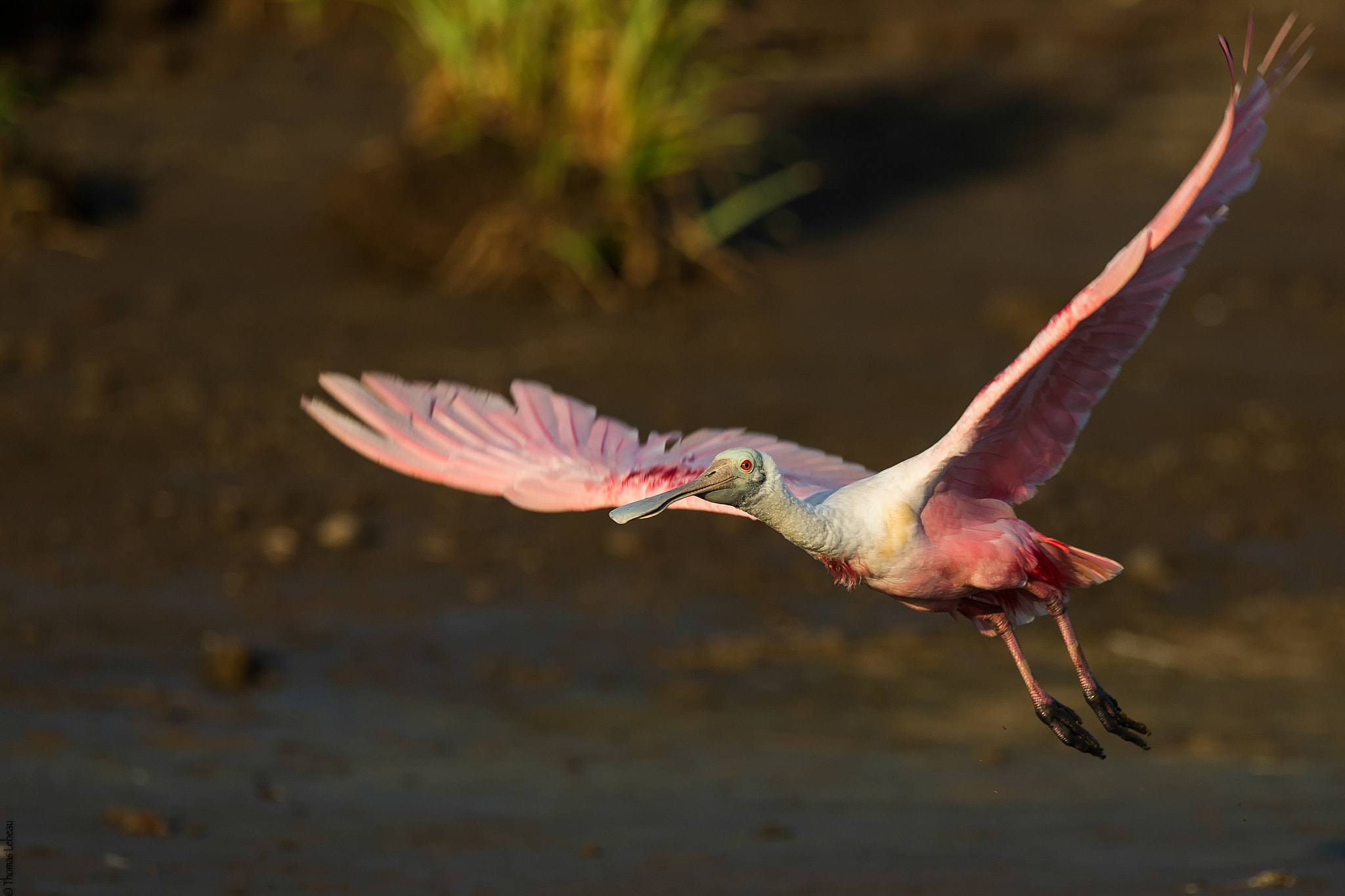 Canon EF 400mm F2.8L IS II USM sample photo. Roseate spoonbill photography