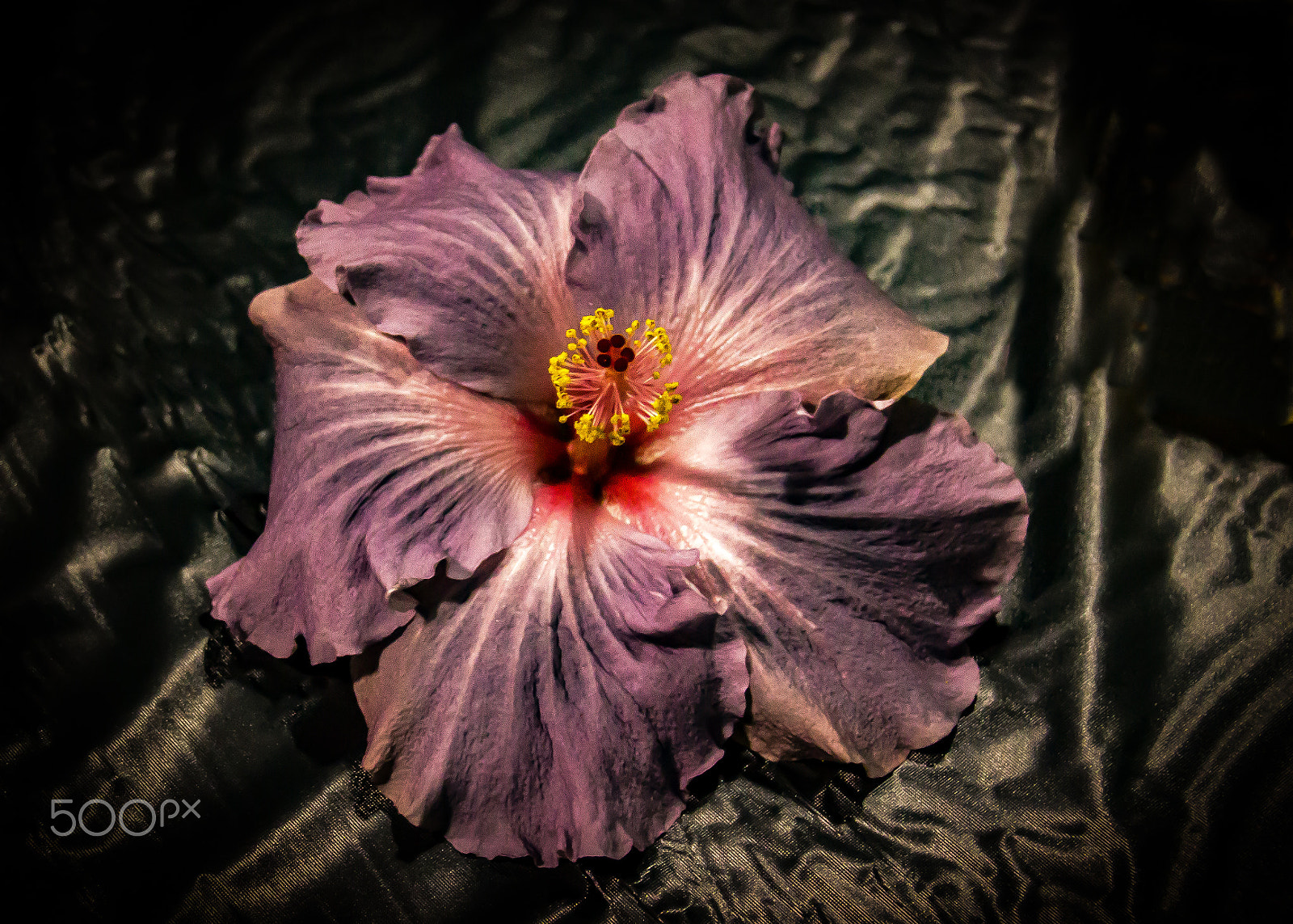 Canon EOS 600D (Rebel EOS T3i / EOS Kiss X5) sample photo. Turquoise hibiscus flower photography