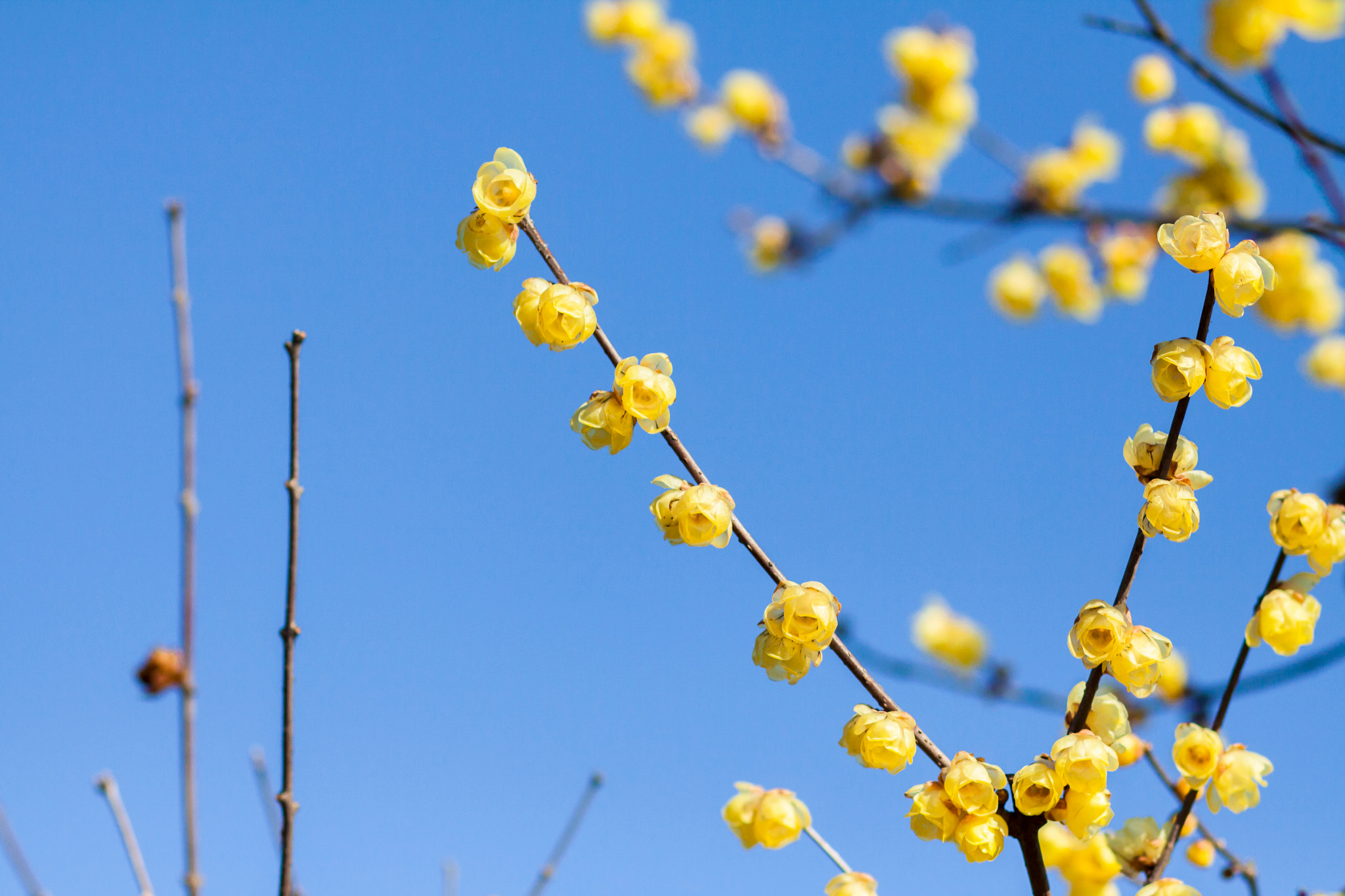 Canon EOS 50D + Canon EF 85mm F1.8 USM sample photo. Golden blossoming photography