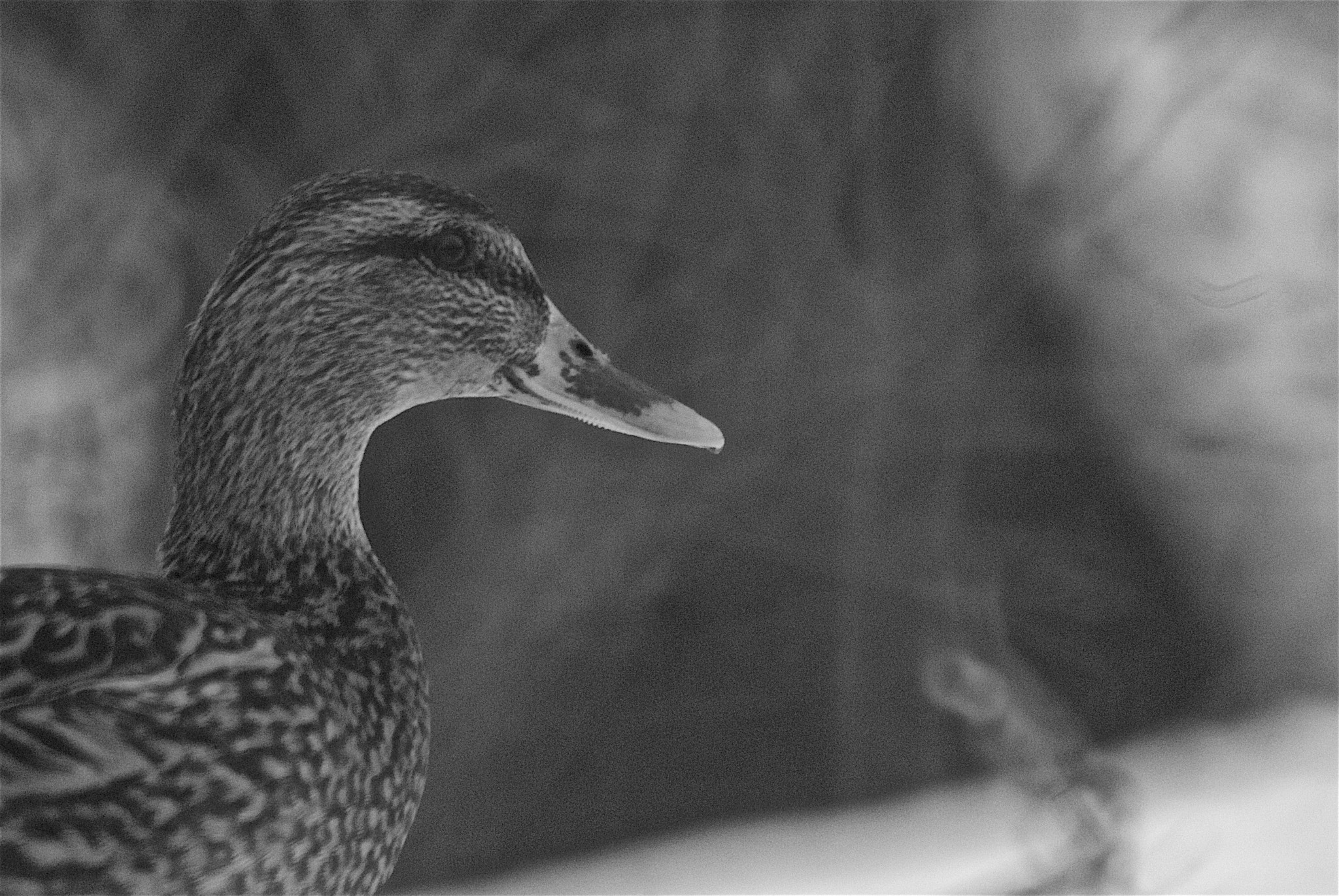 Nikon D200 sample photo. Duck in winter photography