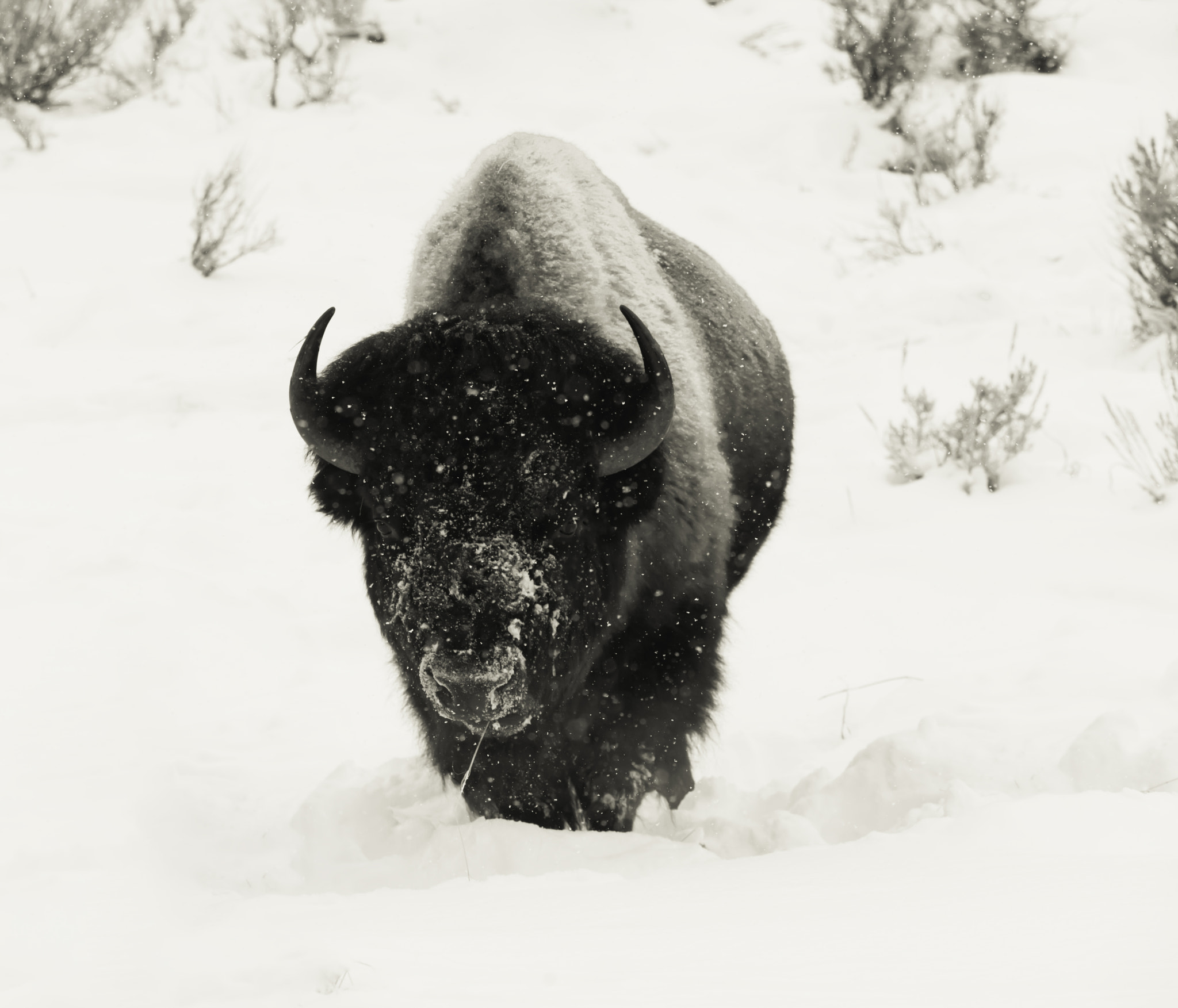 Sigma 150-600mm F5-6.3 DG OS HSM | C sample photo. The winter bison photography