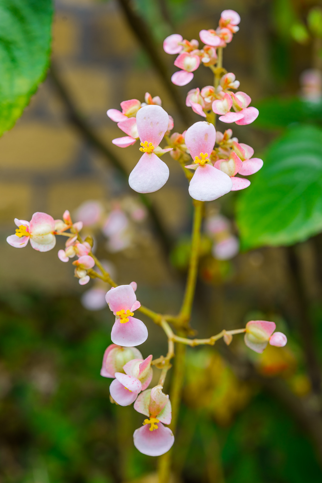 Nikon AF-S Micro-Nikkor 60mm F2.8G ED sample photo. Peachy flower photography