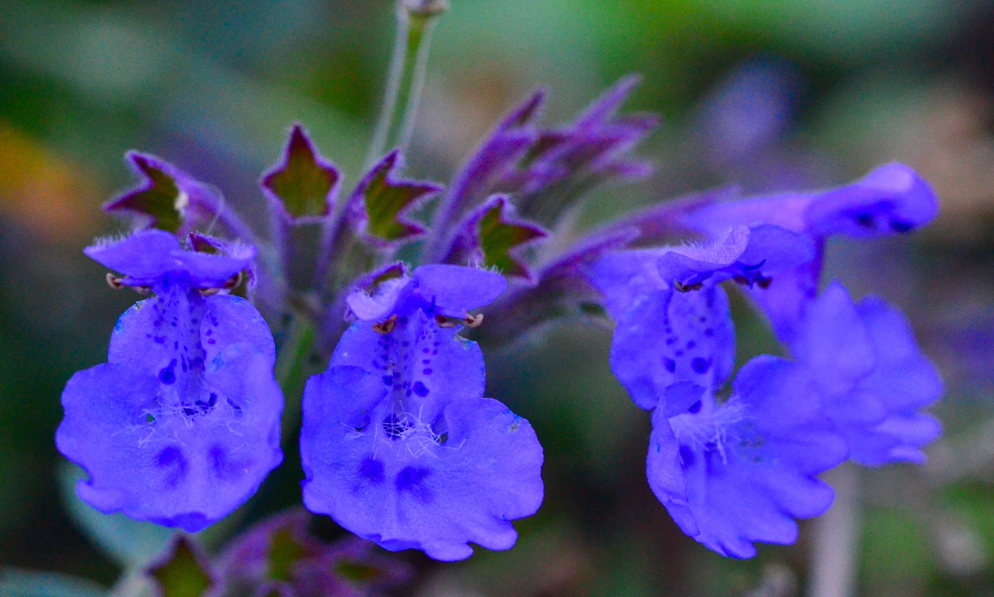 Nikon D7000 + AF Nikkor 50mm f/1.8 sample photo. In the garden photography