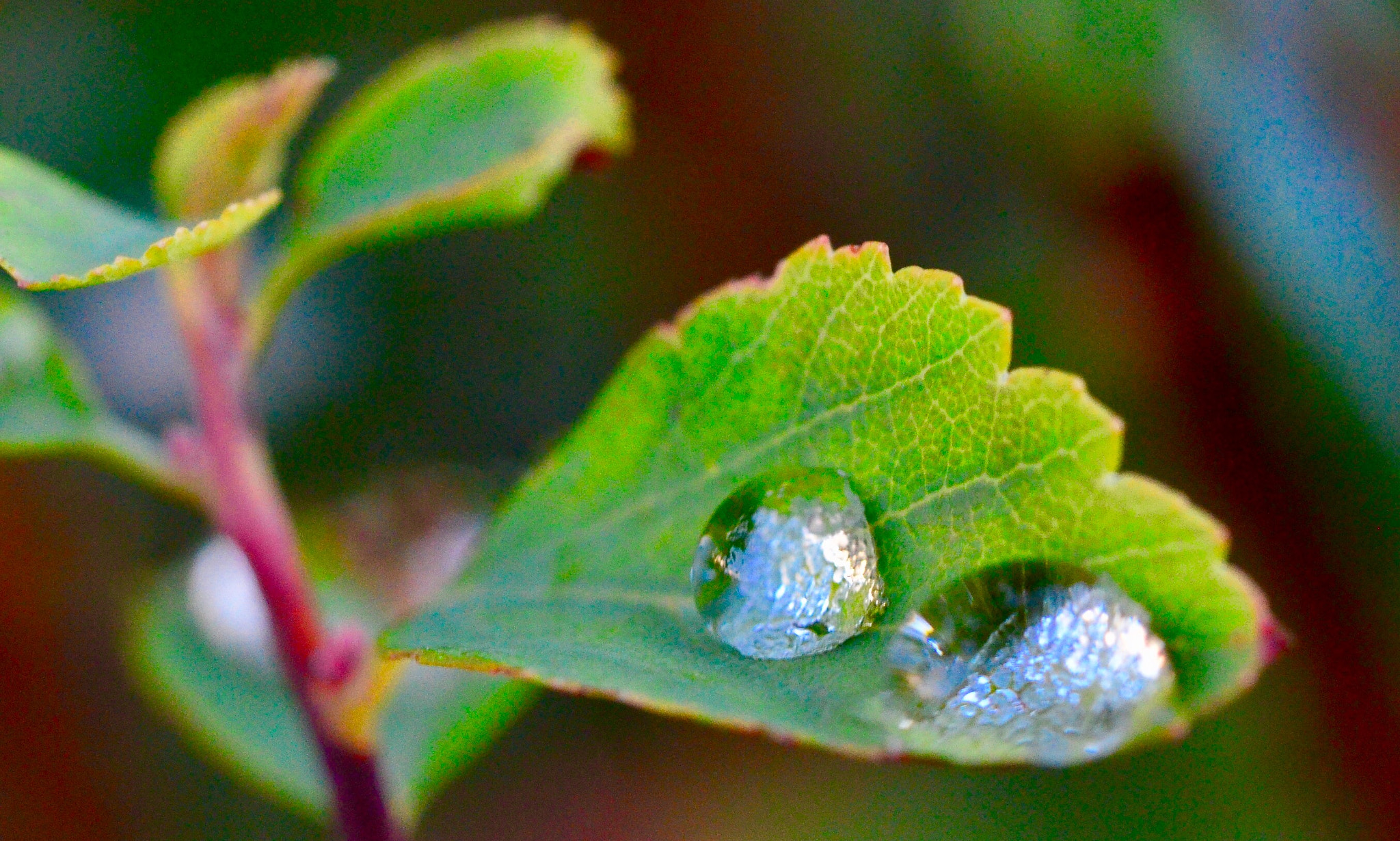 Nikon D7000 sample photo. In the garden photography