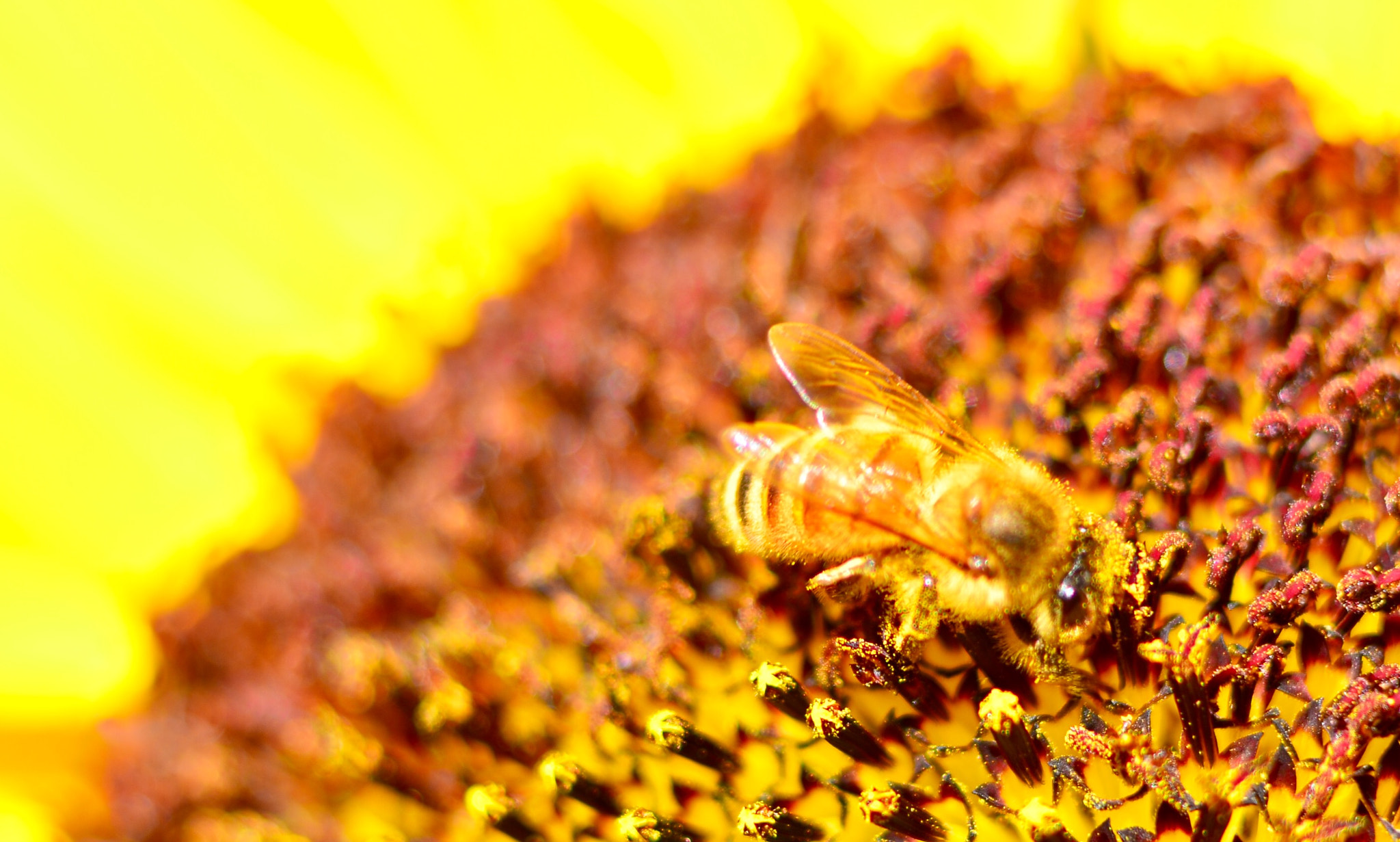 Nikon D7000 sample photo. In the garden photography