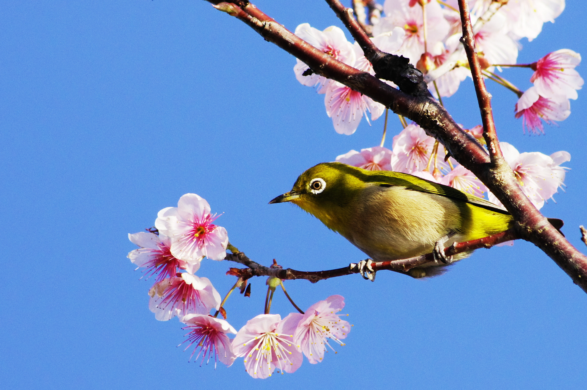 smc PENTAX-DA L 55-300mm F4-5.8 ED sample photo. A white-eye photography