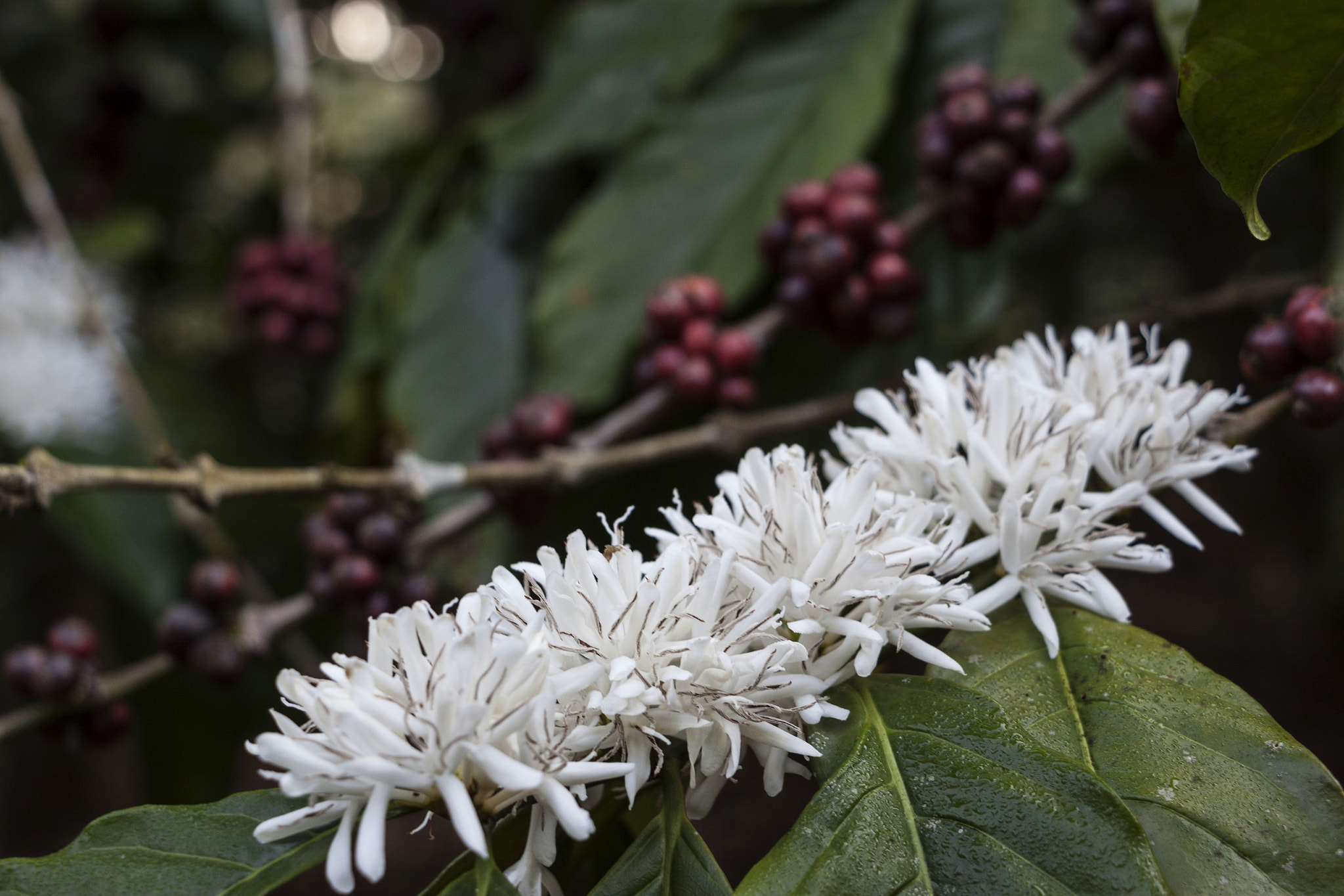 Canon EOS 500D (EOS Rebel T1i / EOS Kiss X3) sample photo. When the coffee flowers bloom photography