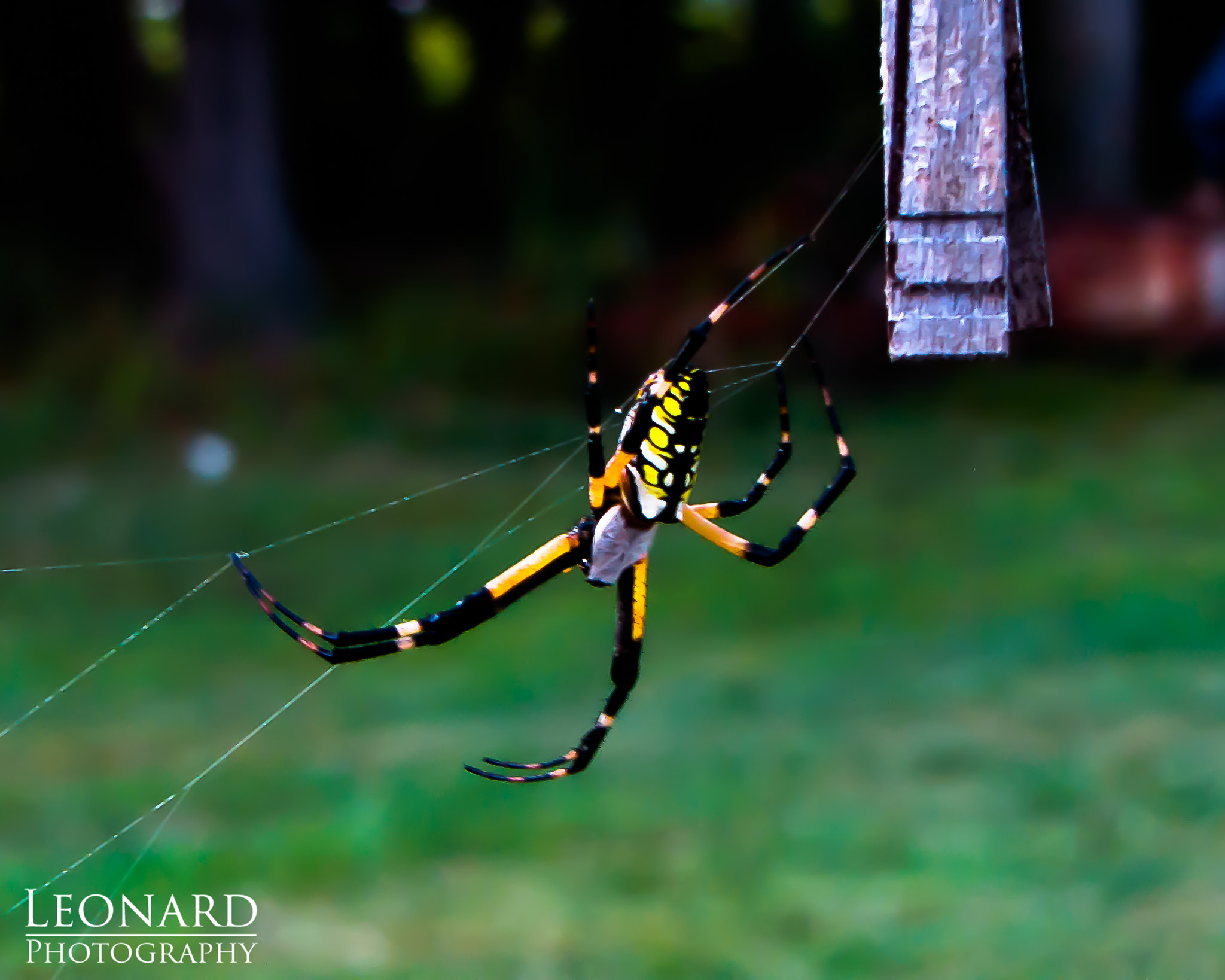 Canon PowerShot SX1 IS sample photo. Writing spider photography