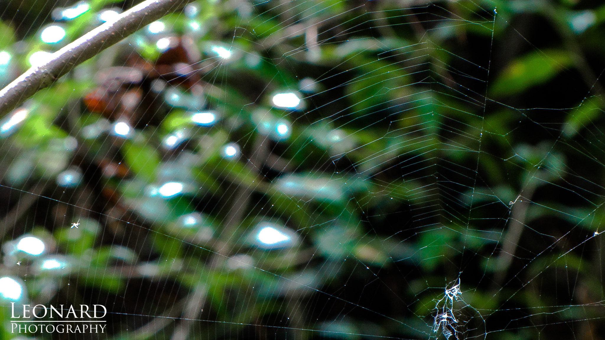 Canon PowerShot SX1 IS sample photo. Spiderweb photography