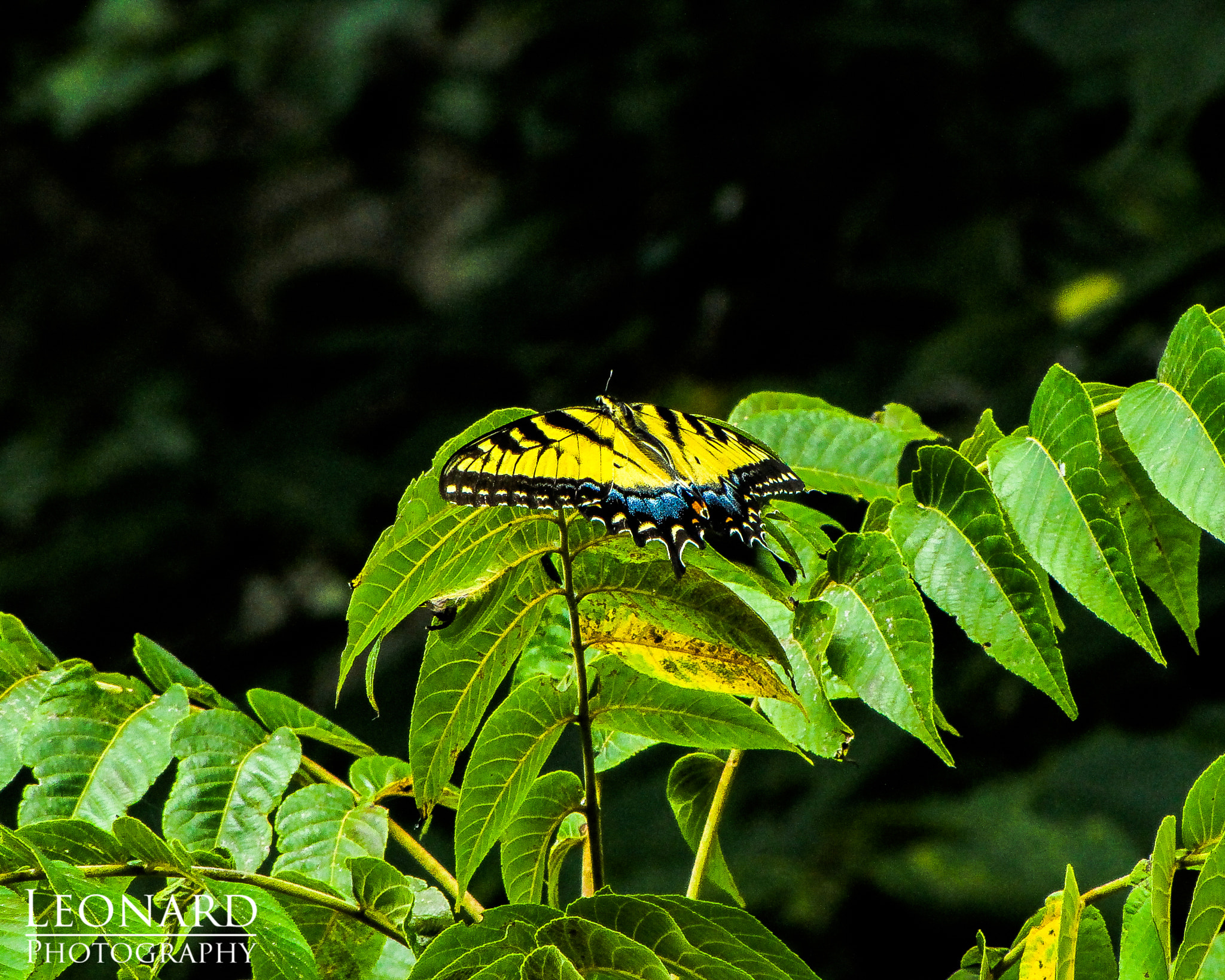 Canon PowerShot SX1 IS sample photo. Yellow butterfly photography