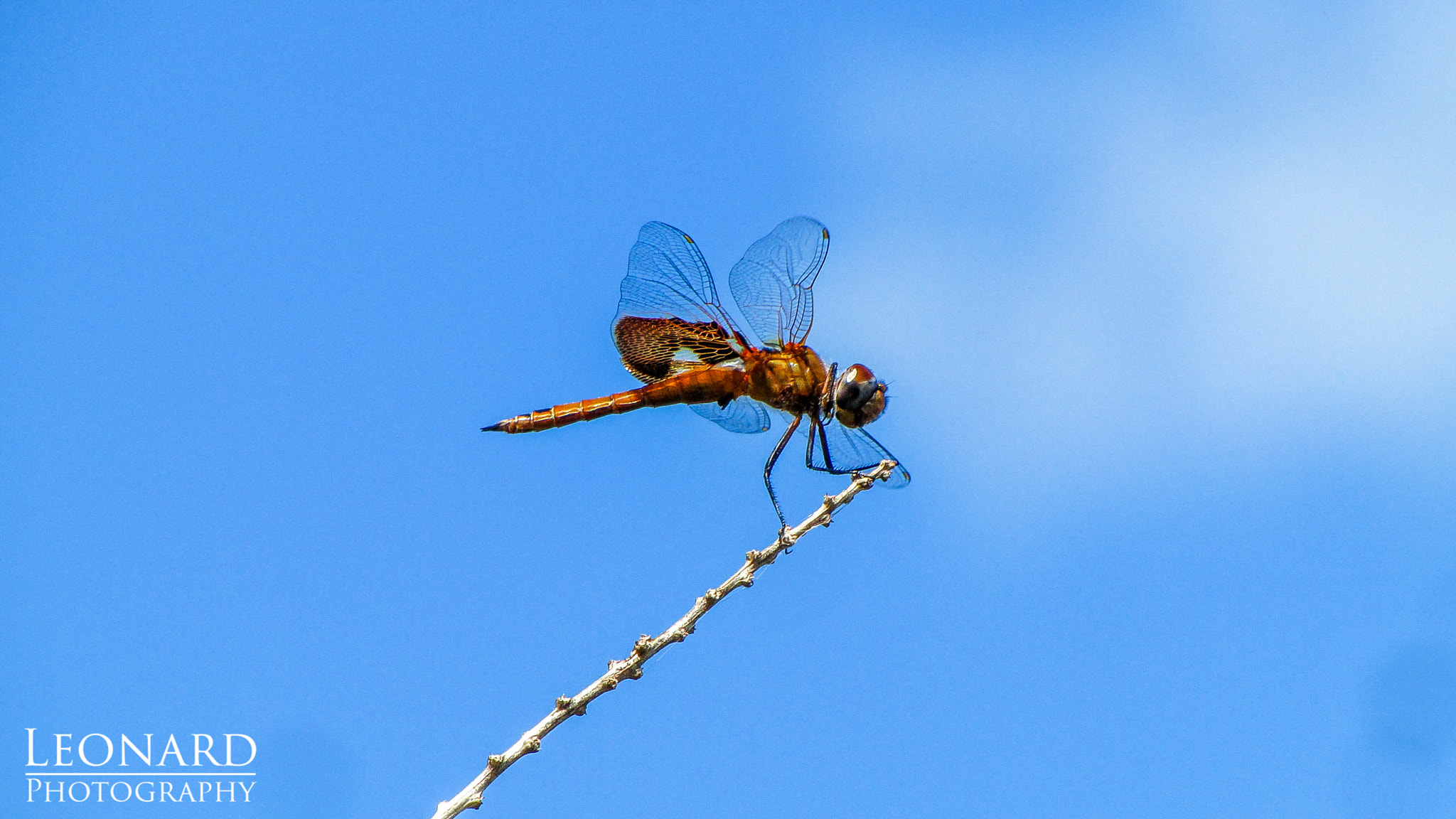 Canon PowerShot SX1 IS sample photo. Dragonfly photography