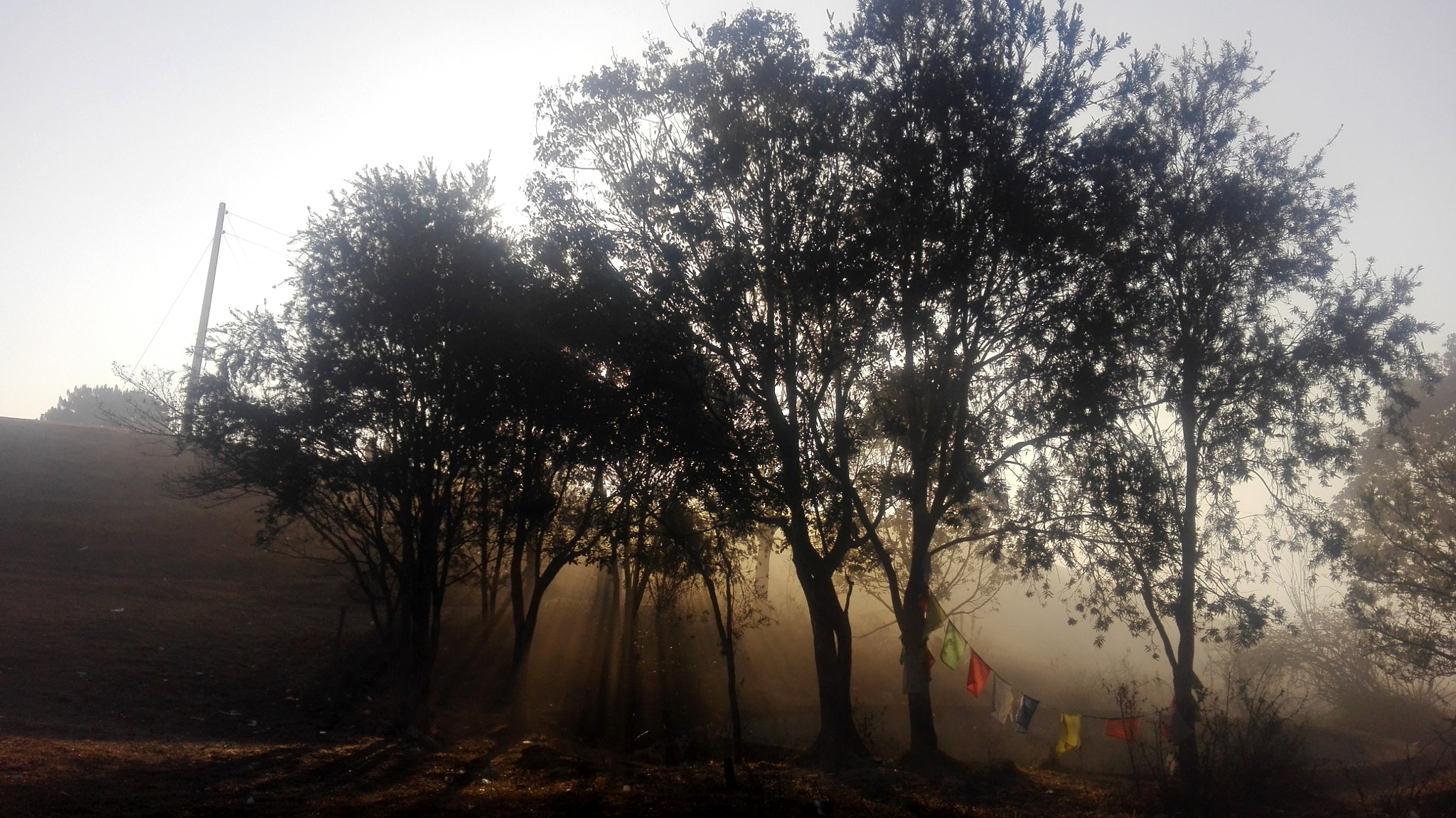 HUAWEI Cherry Mini sample photo. Sun ray in trees photography