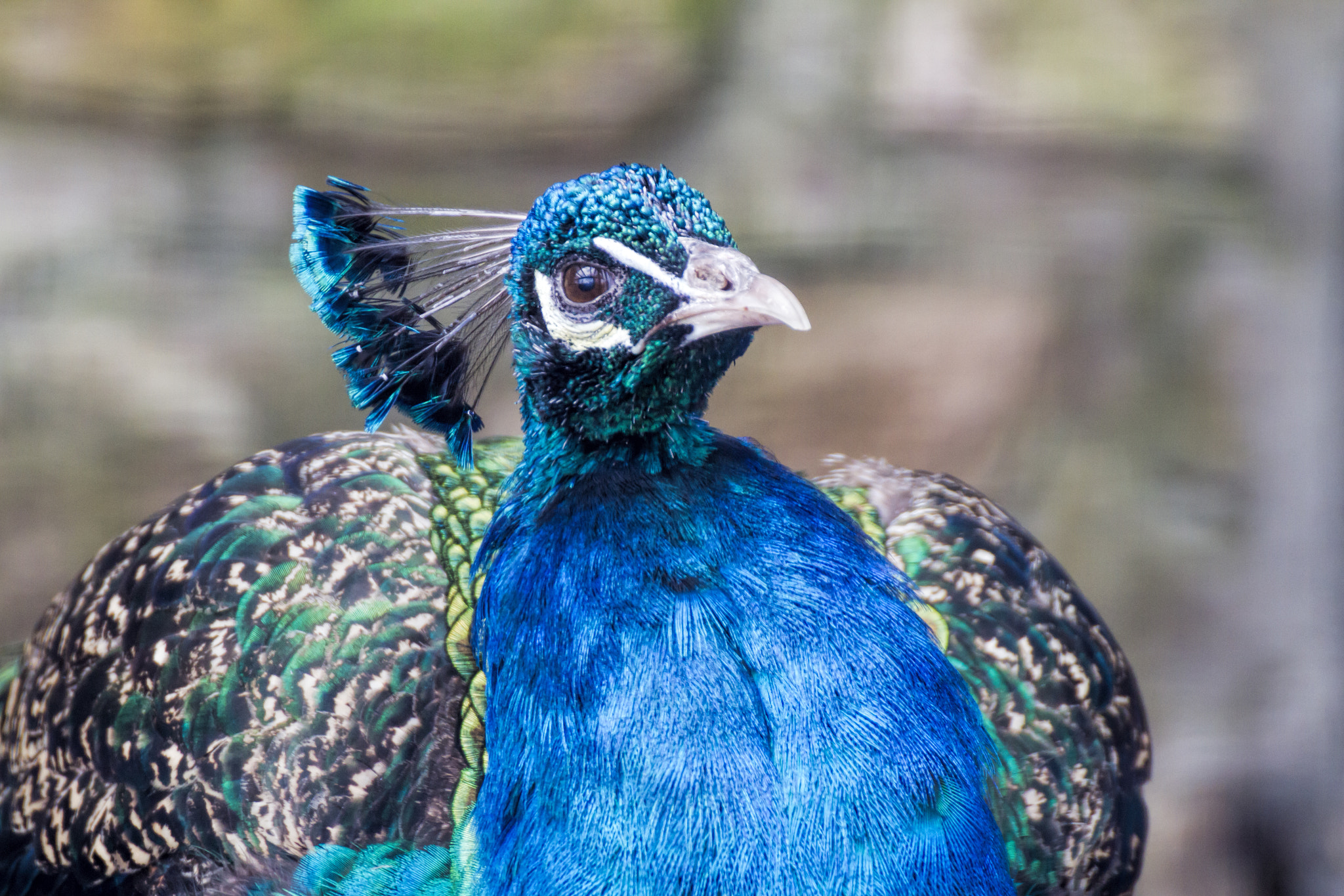 Canon EOS 7D + Tamron SP 35mm F1.8 Di VC USD sample photo. Pretty bird photography