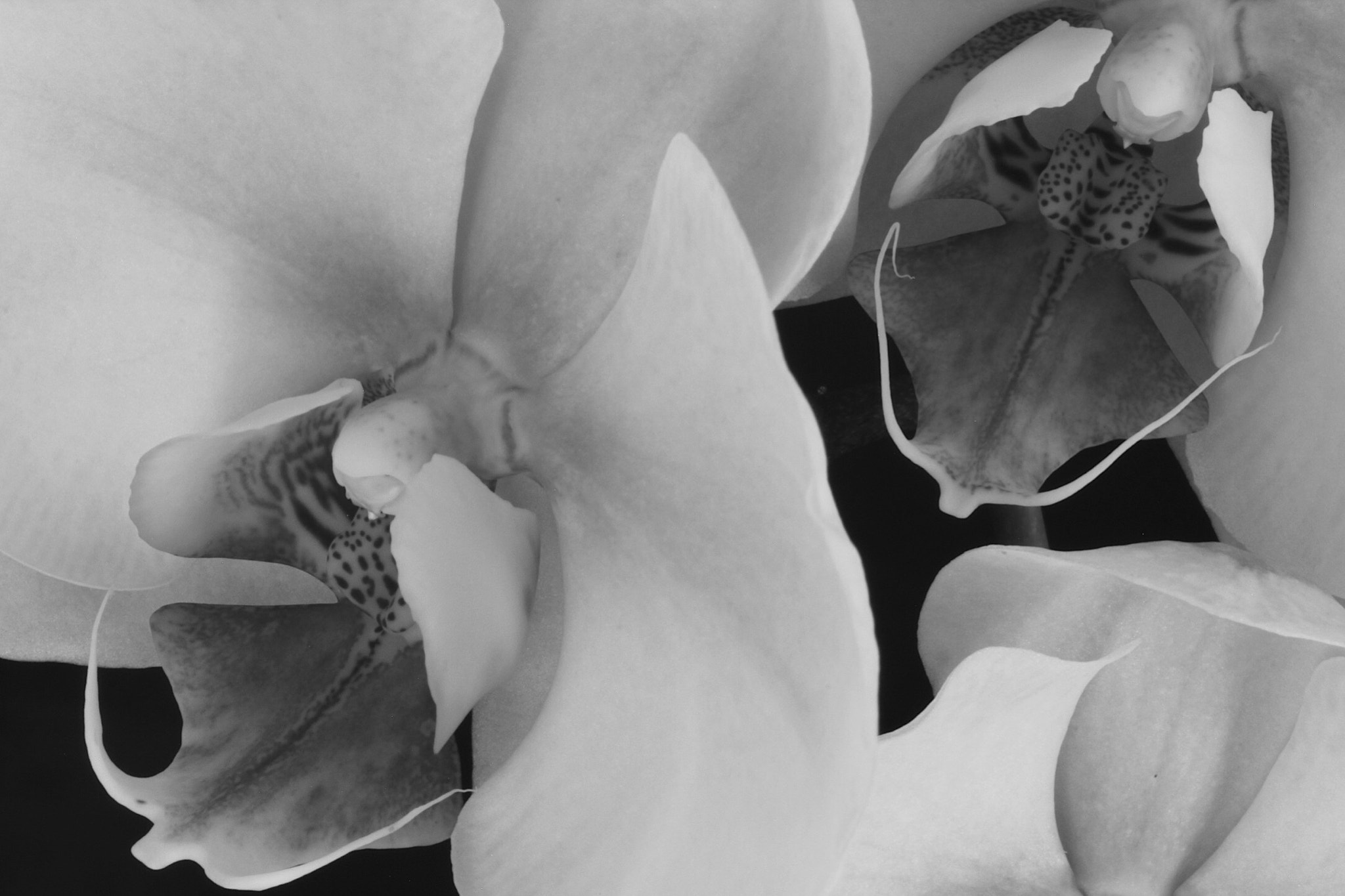 Canon EF-S 60mm F2.8 Macro USM sample photo. Phalenopsis macro bnw photography