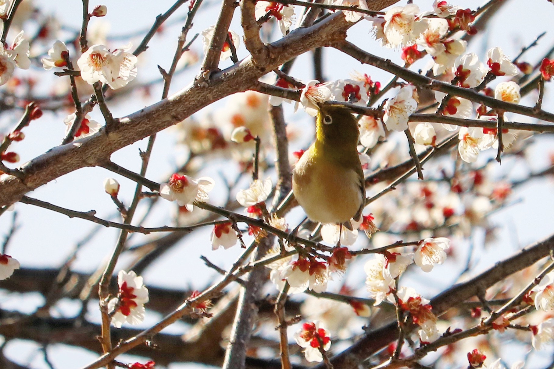 Canon EOS 750D (EOS Rebel T6i / EOS Kiss X8i) + Canon EF-S 55-250mm F4-5.6 IS STM sample photo. White‐eye photography