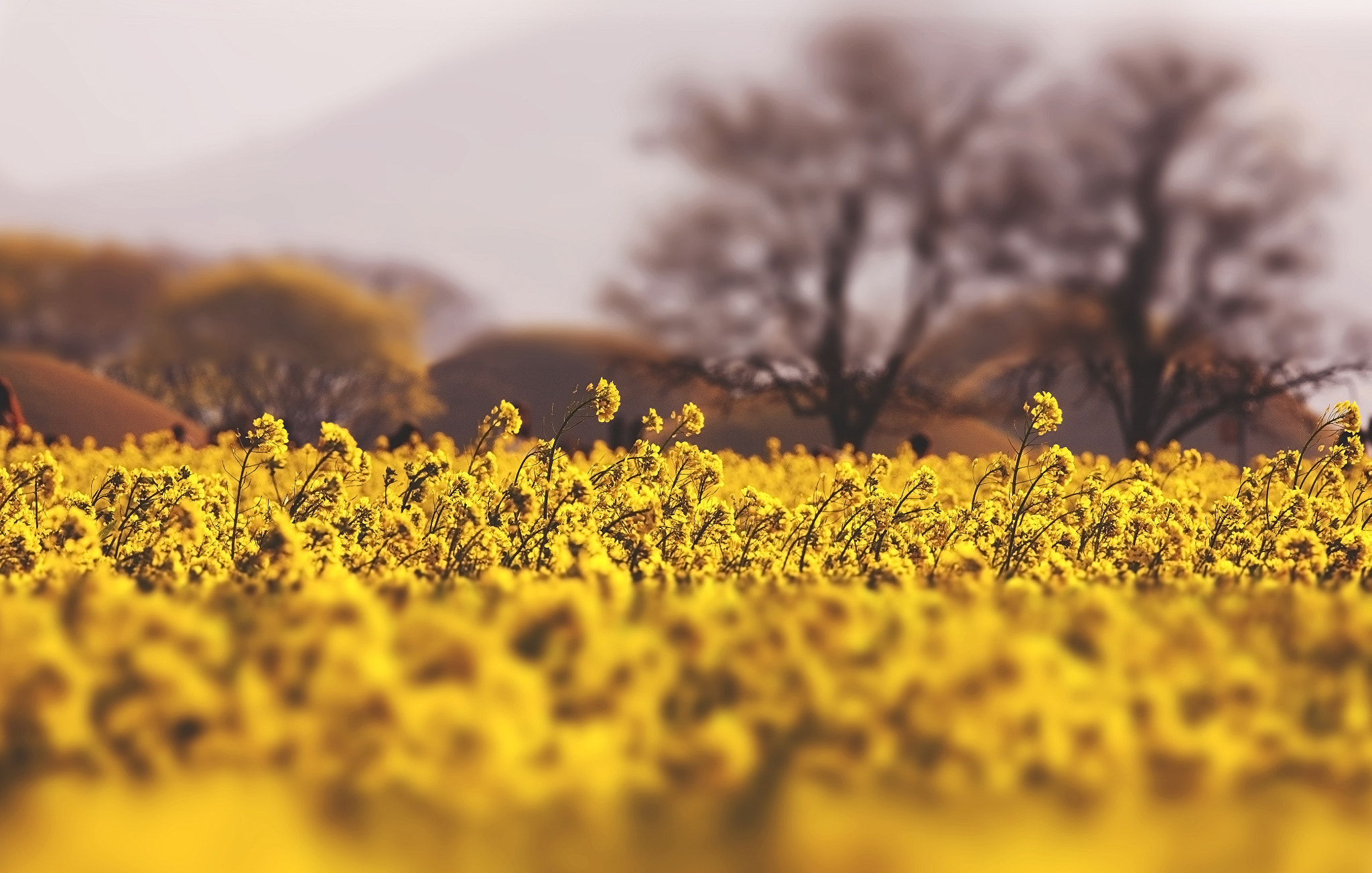 Canon EOS 5D + Canon EF 300mm F2.8L IS USM sample photo. Shot99 photography